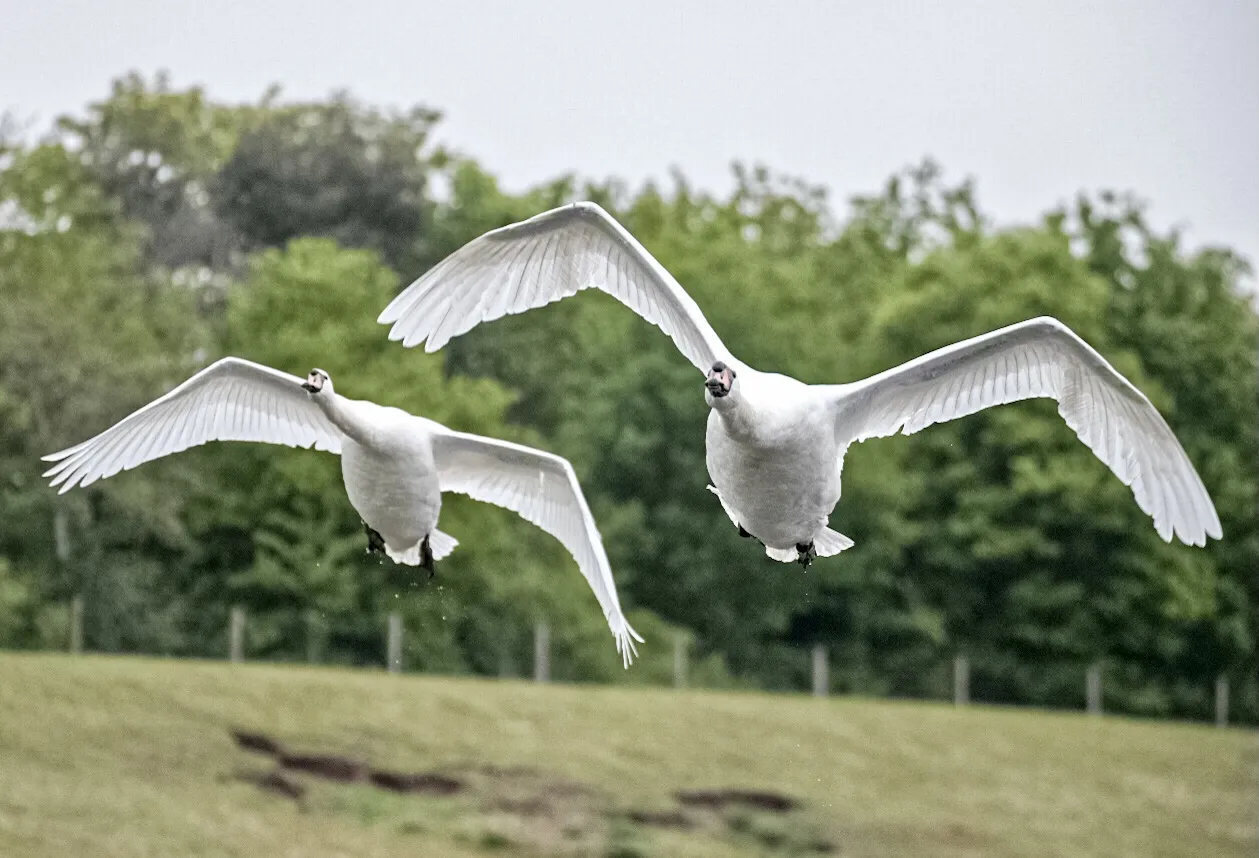 Swans In Flight