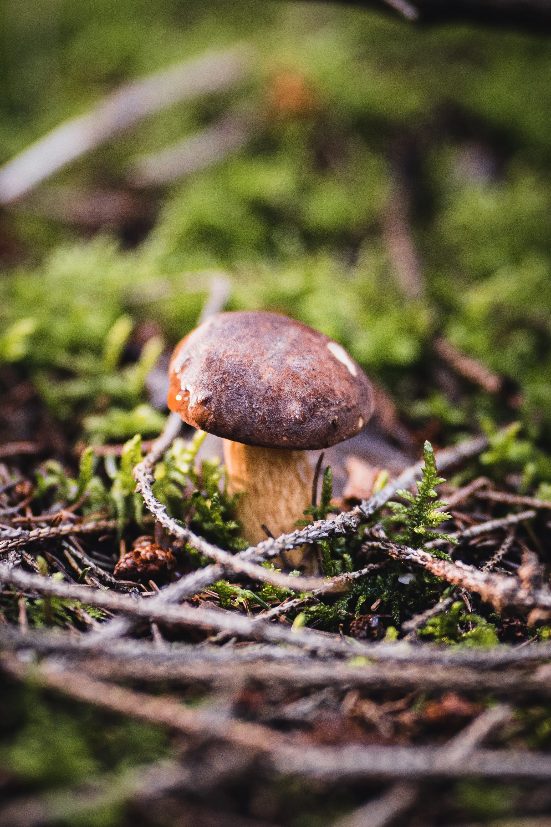 Mushrooms Growing in Nature