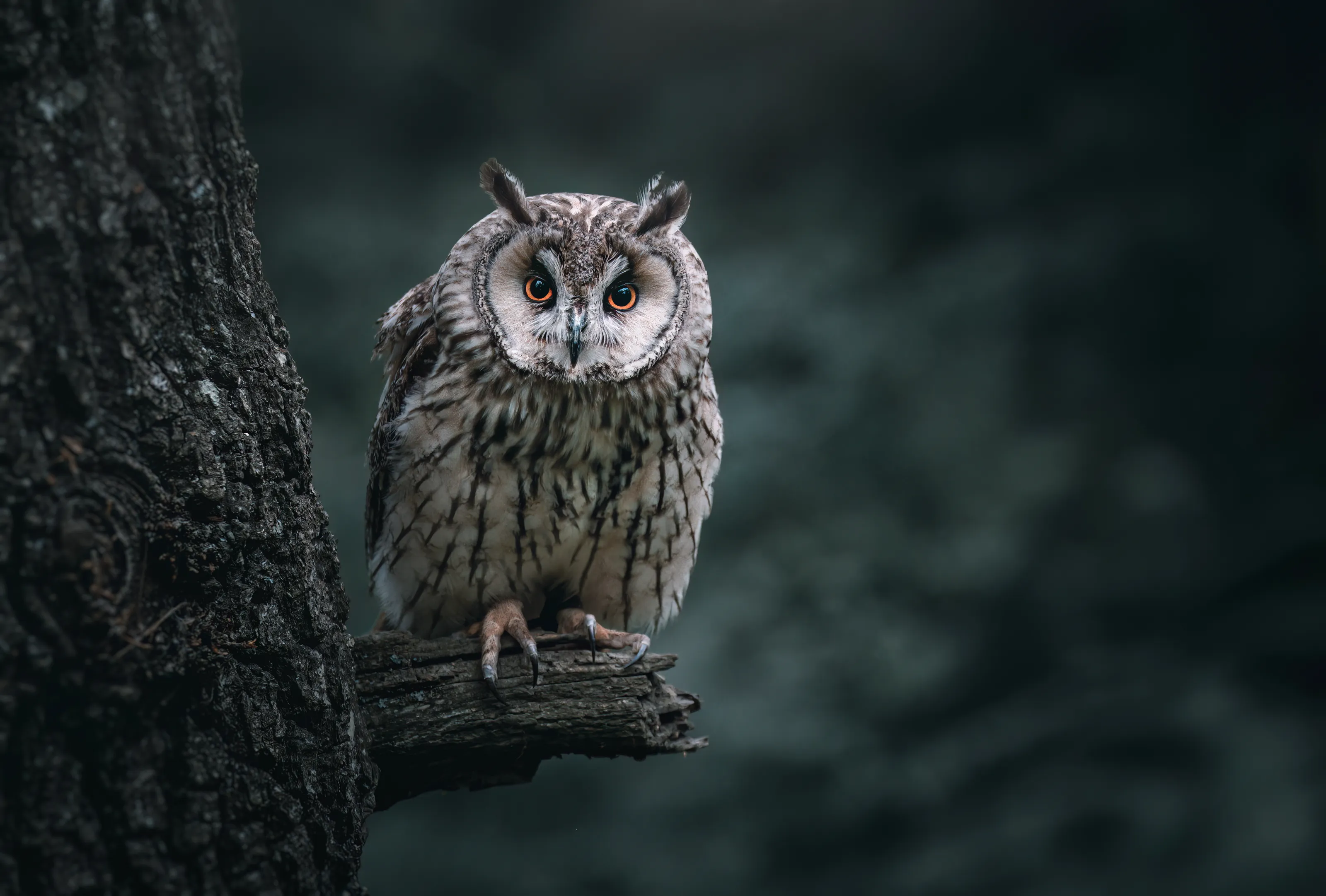 Spooky Wildlife