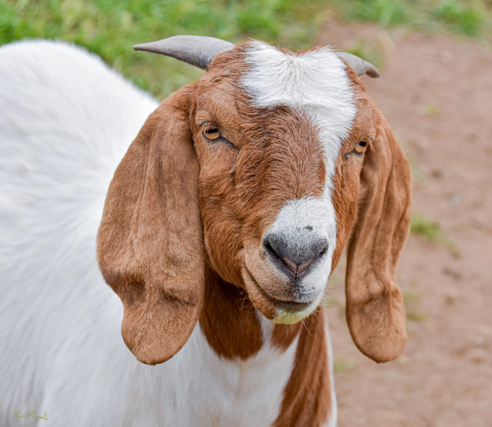 Farm Animals