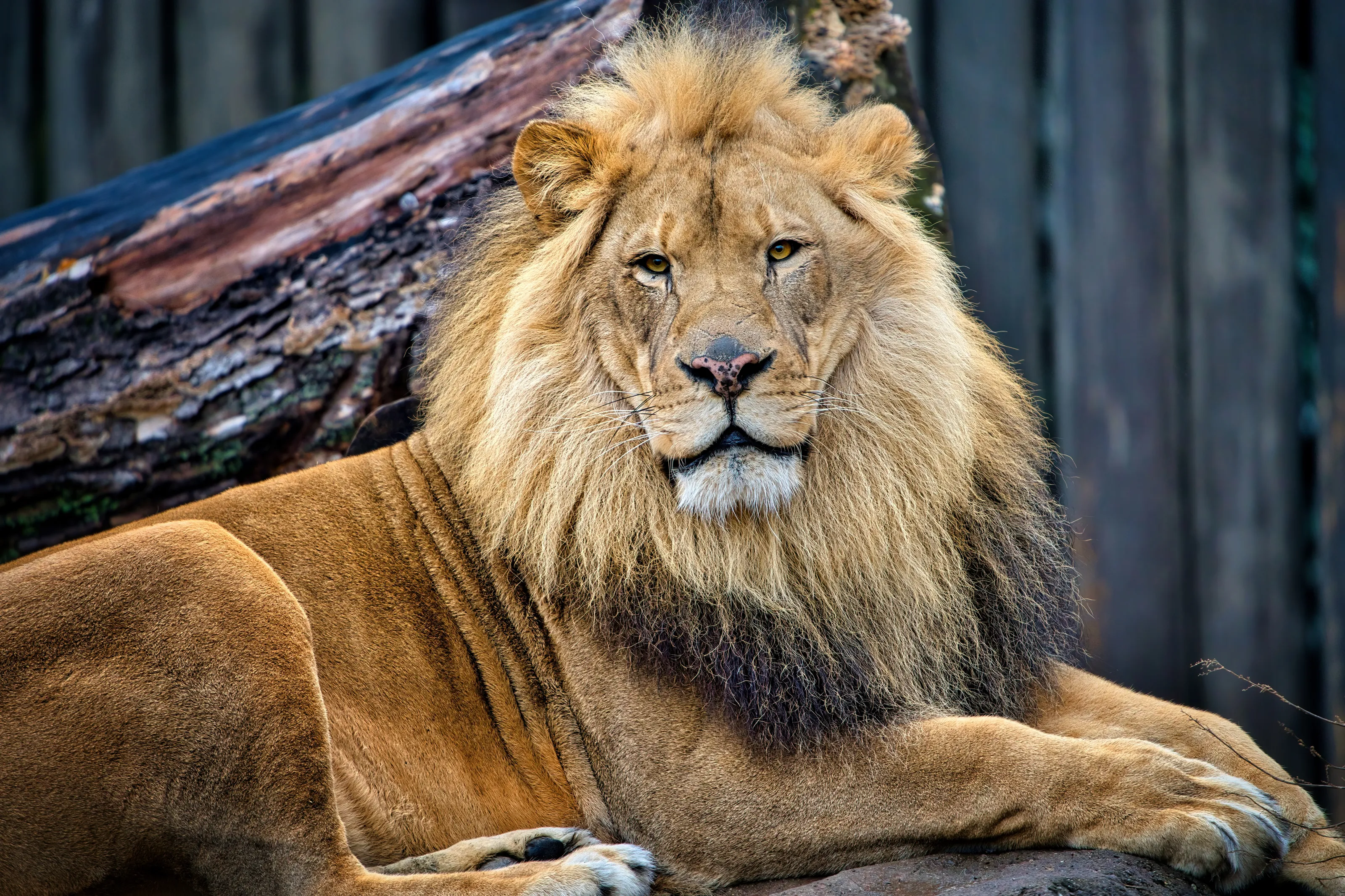 Zoo Animals