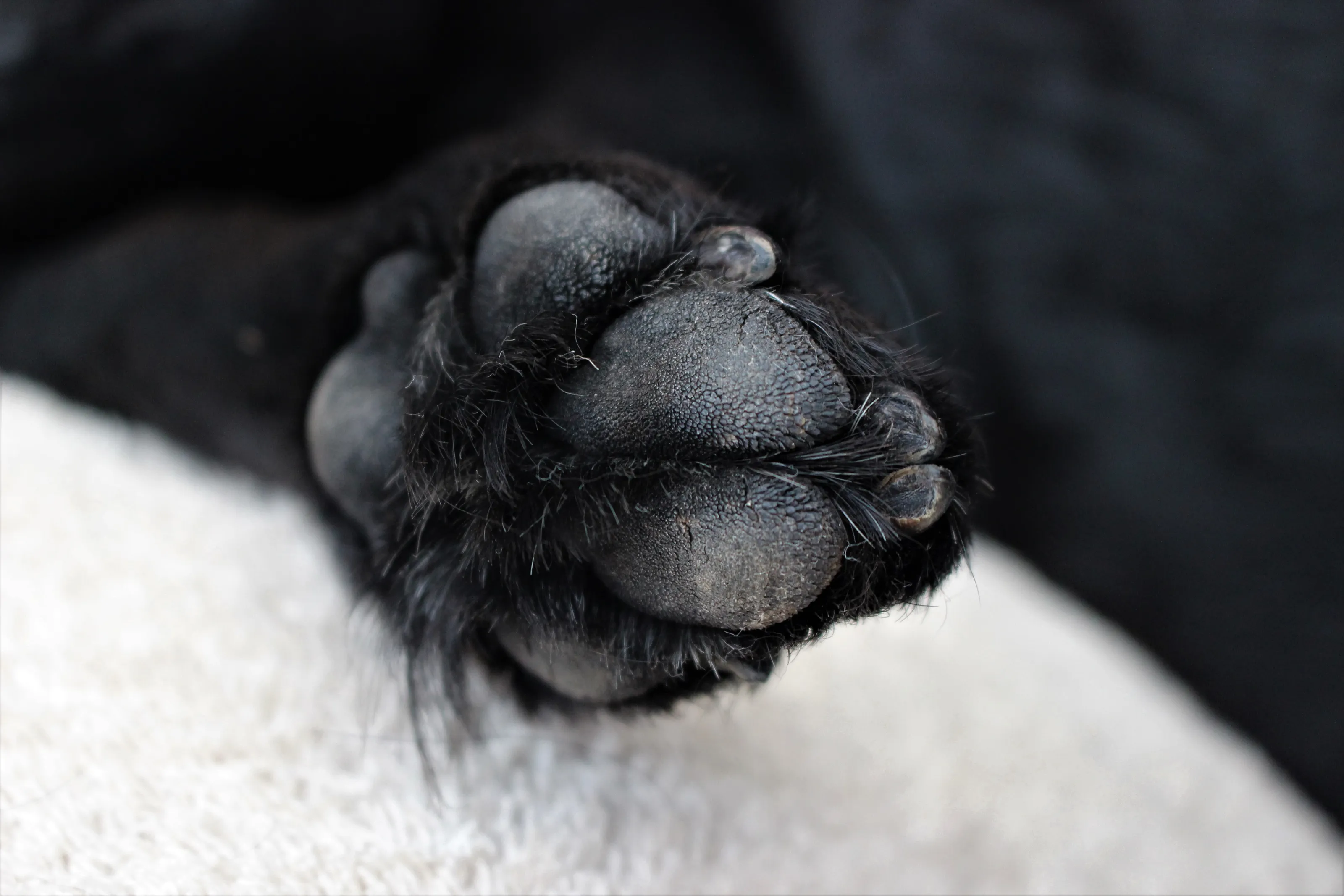 Animal Feet
