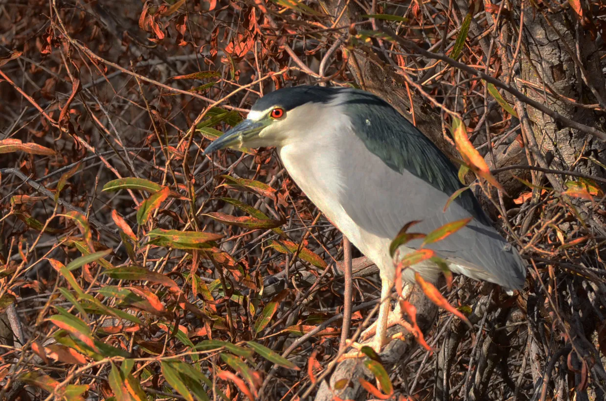 Herons