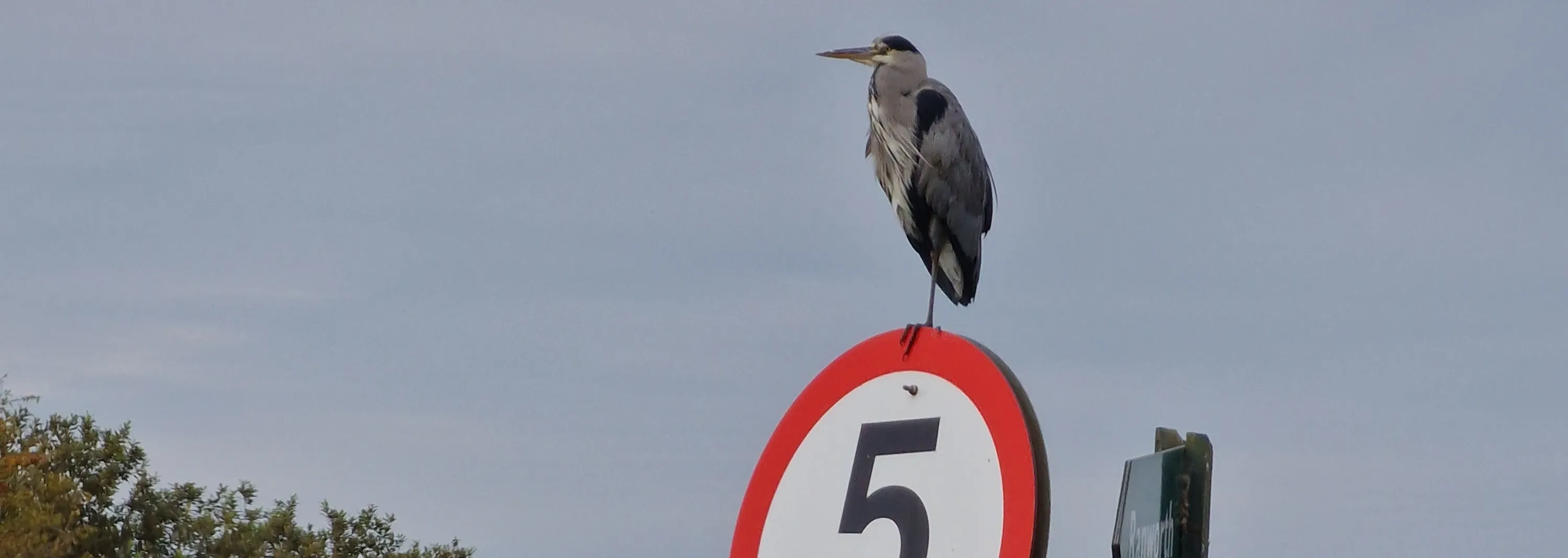 Birds Perched on Signs