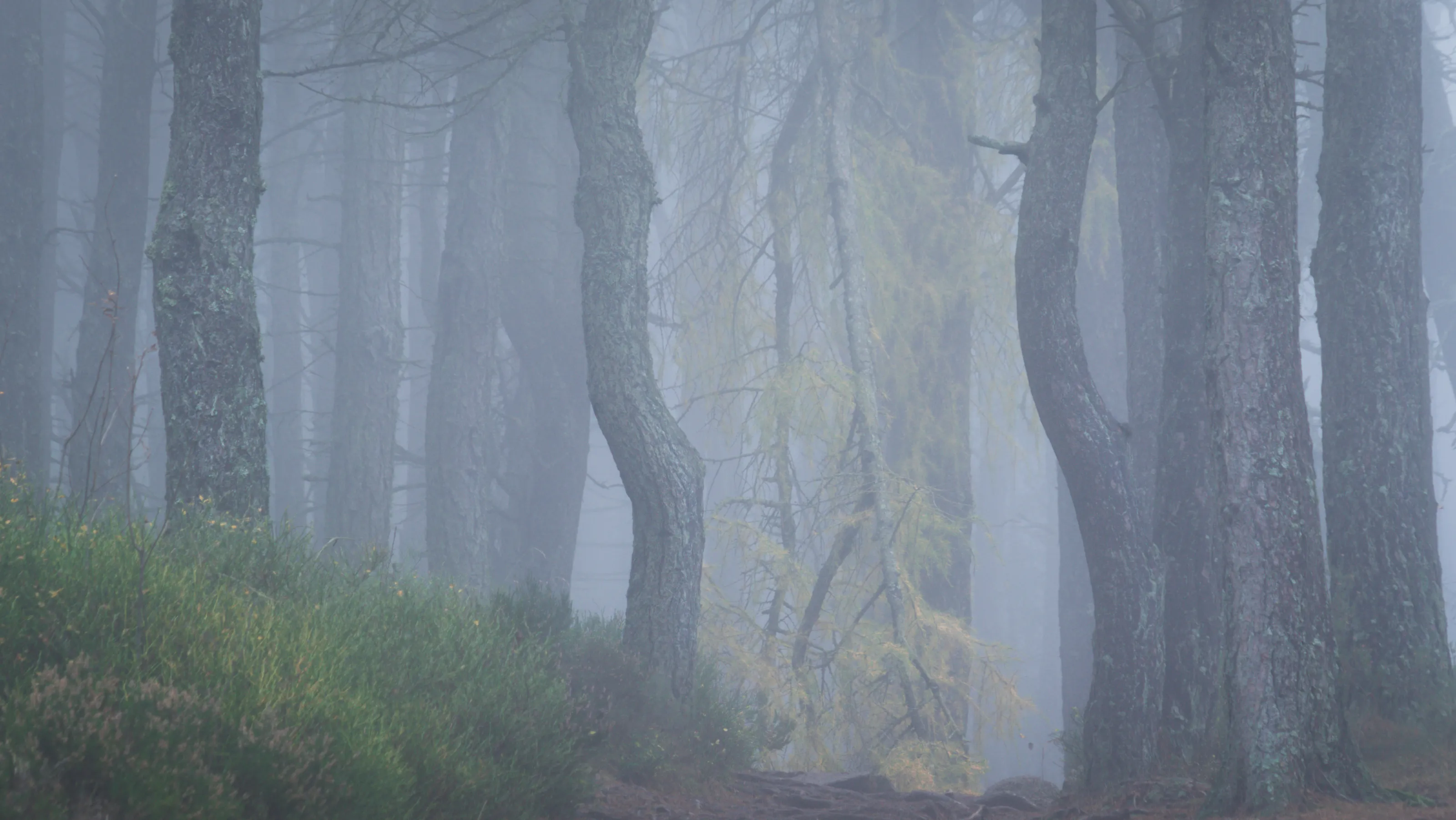 Ethereal Woodlands
