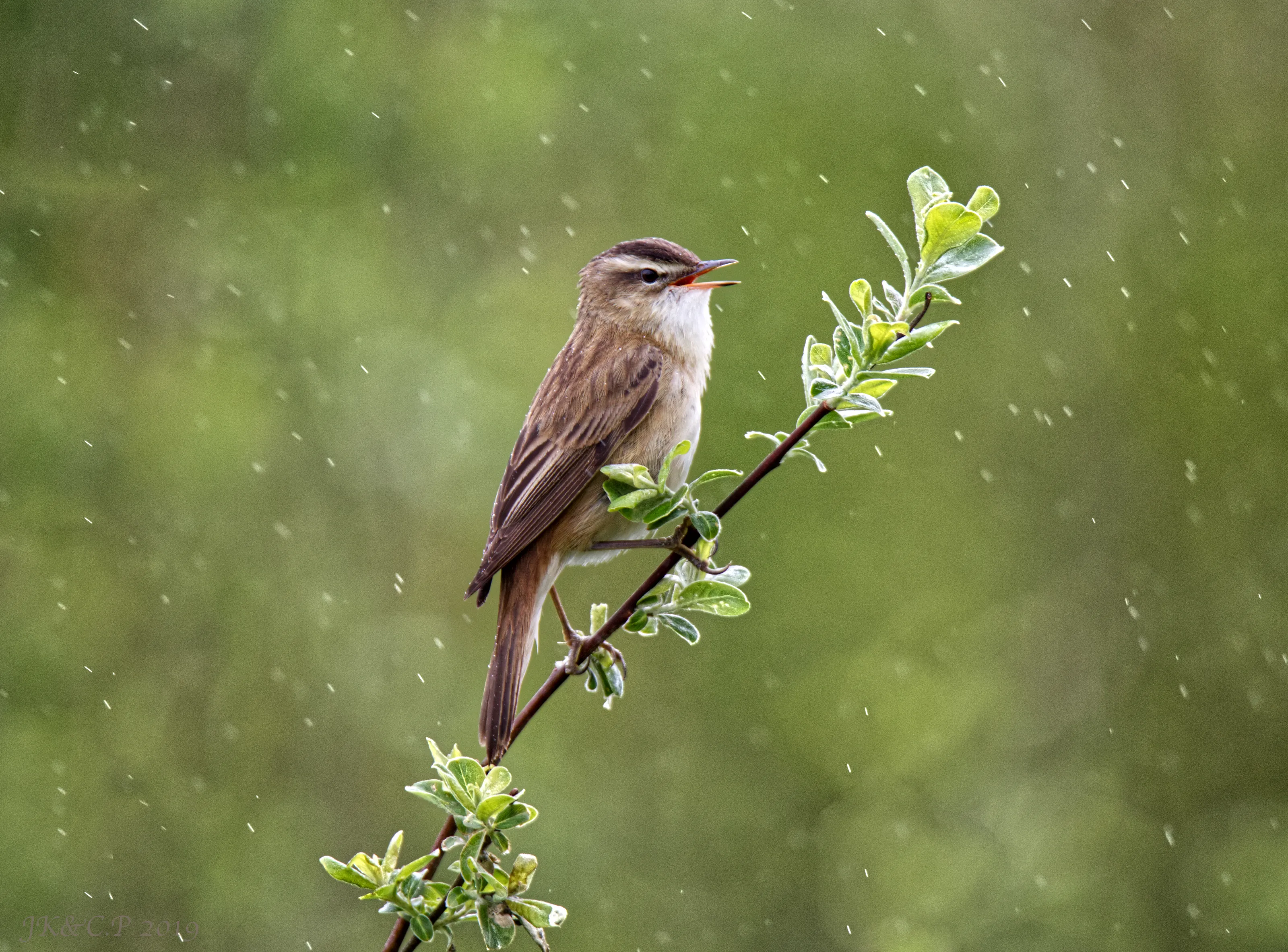 Birds in the Rain or Snow