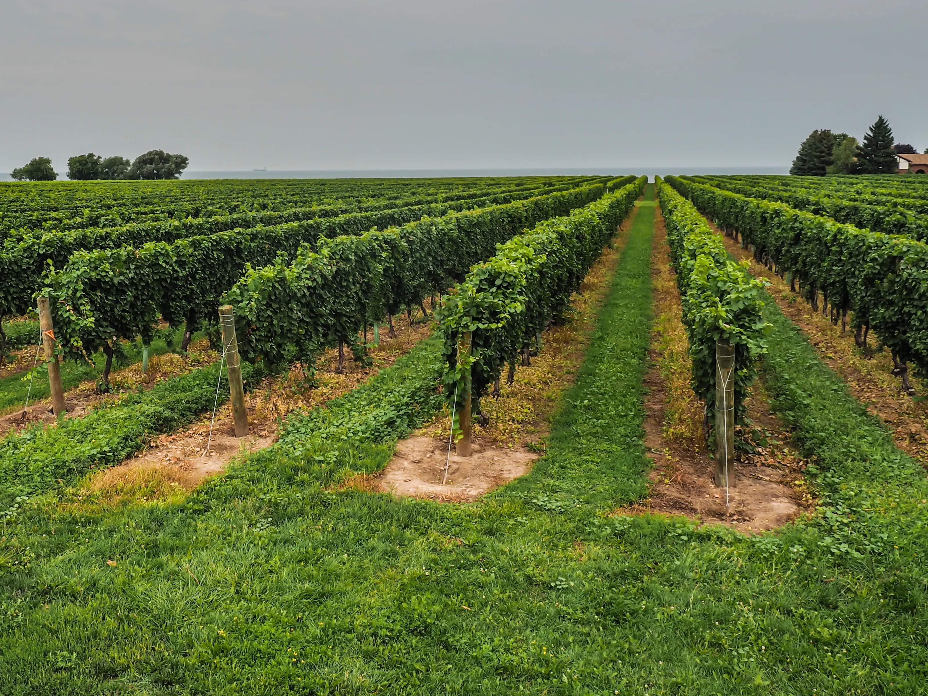 Vineyards and Wineries