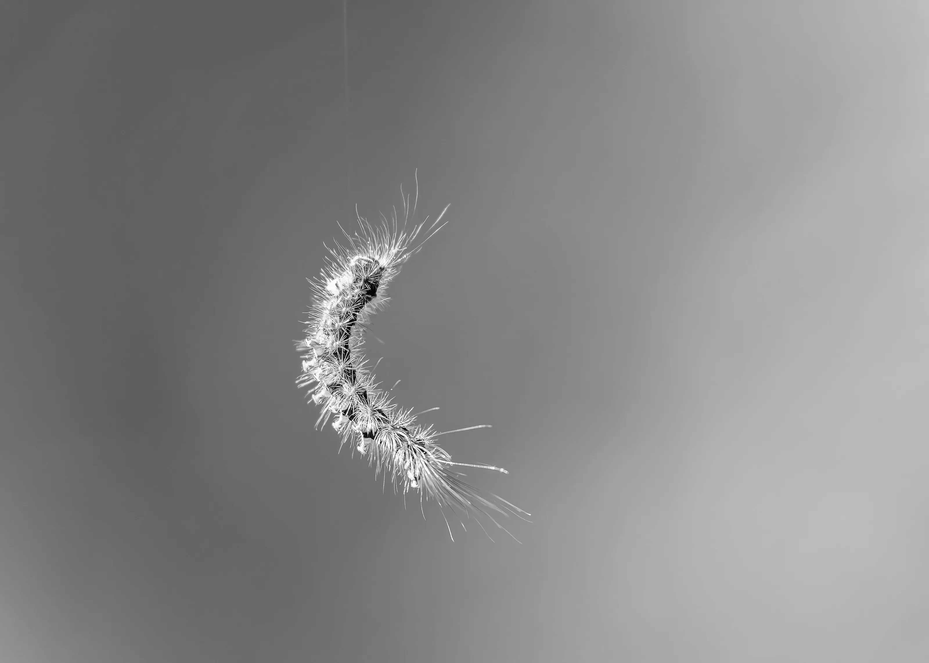 Caterpillars in Black and White