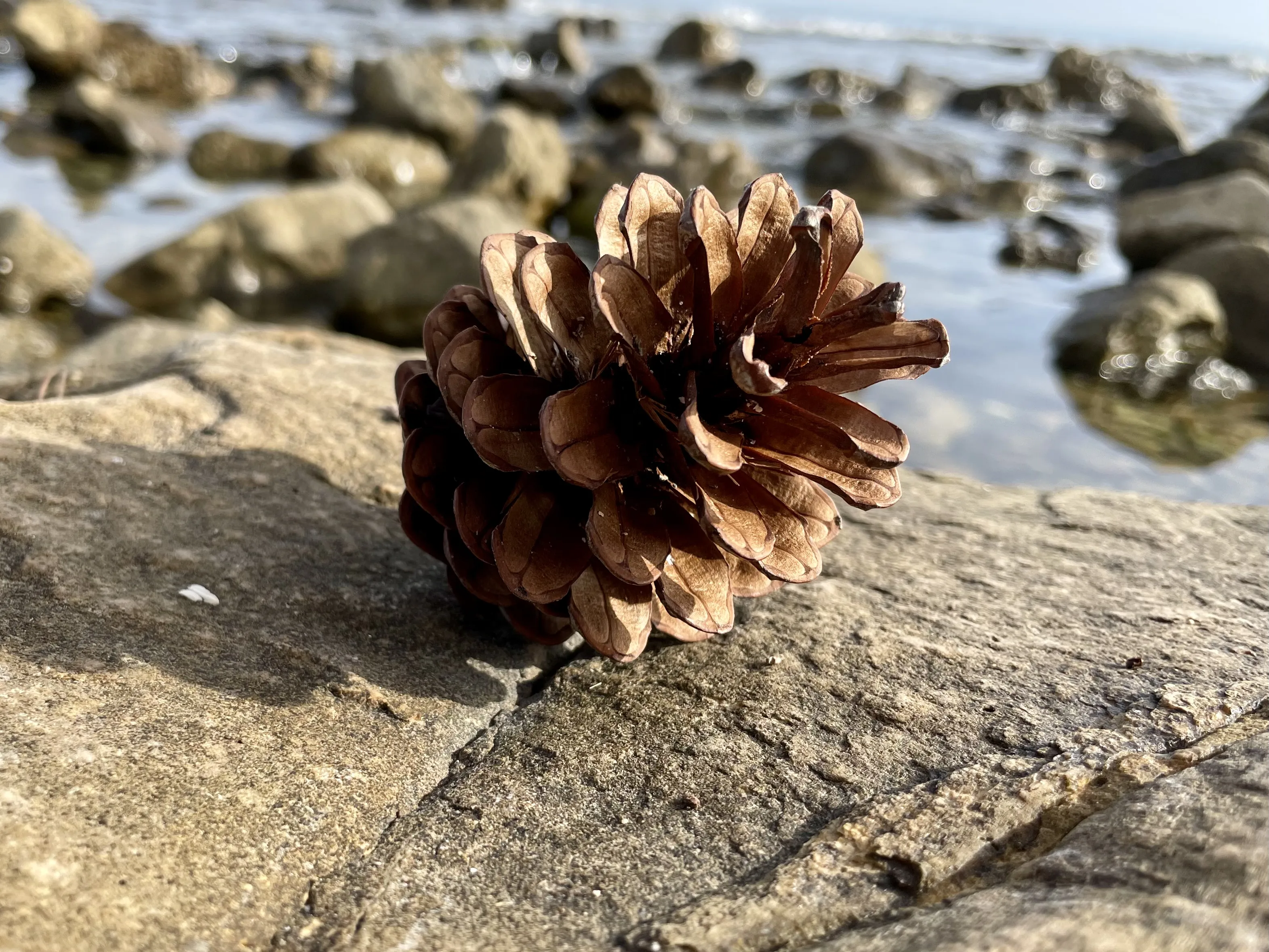 Pine Cones