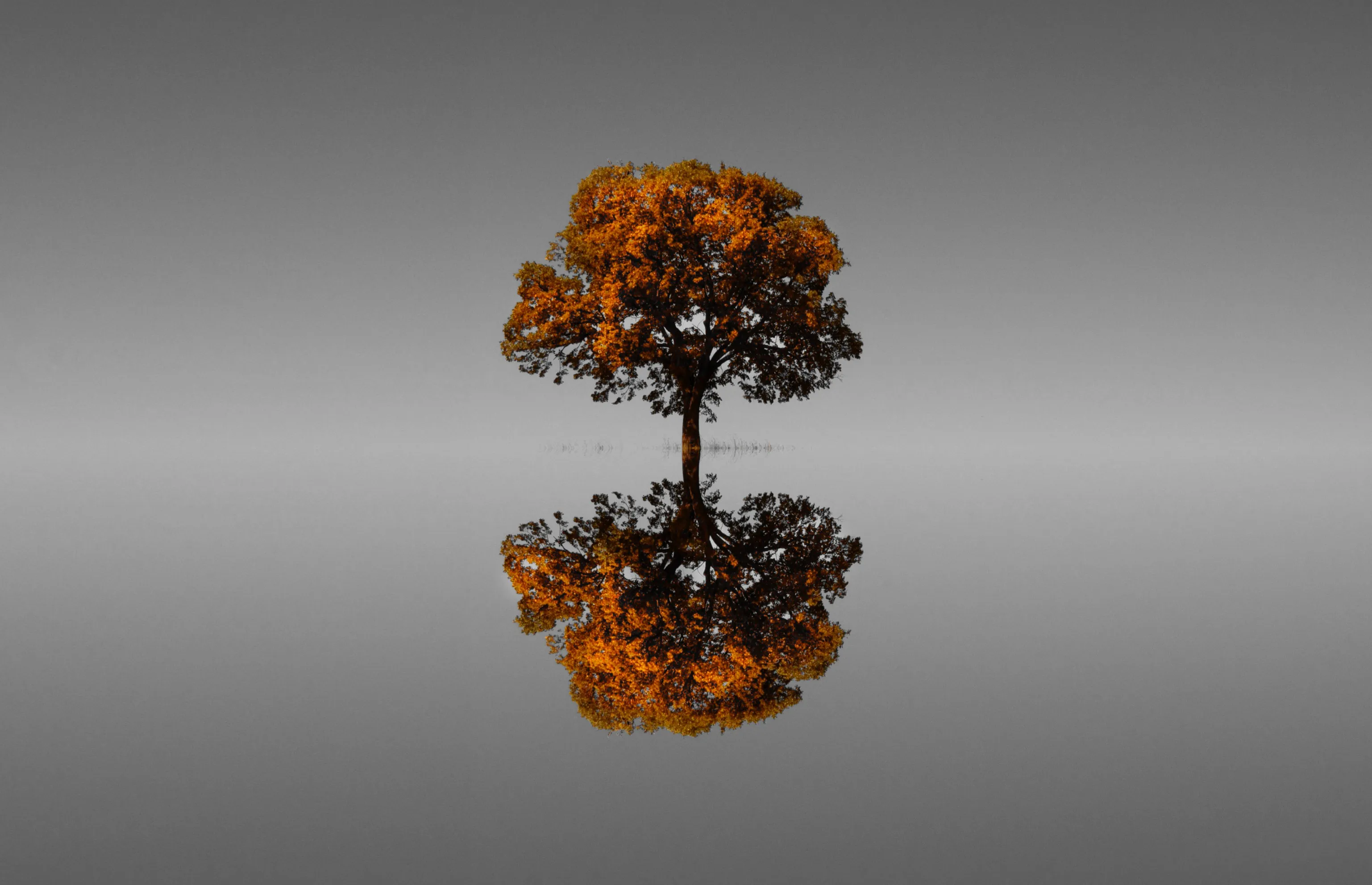 One Single Tree