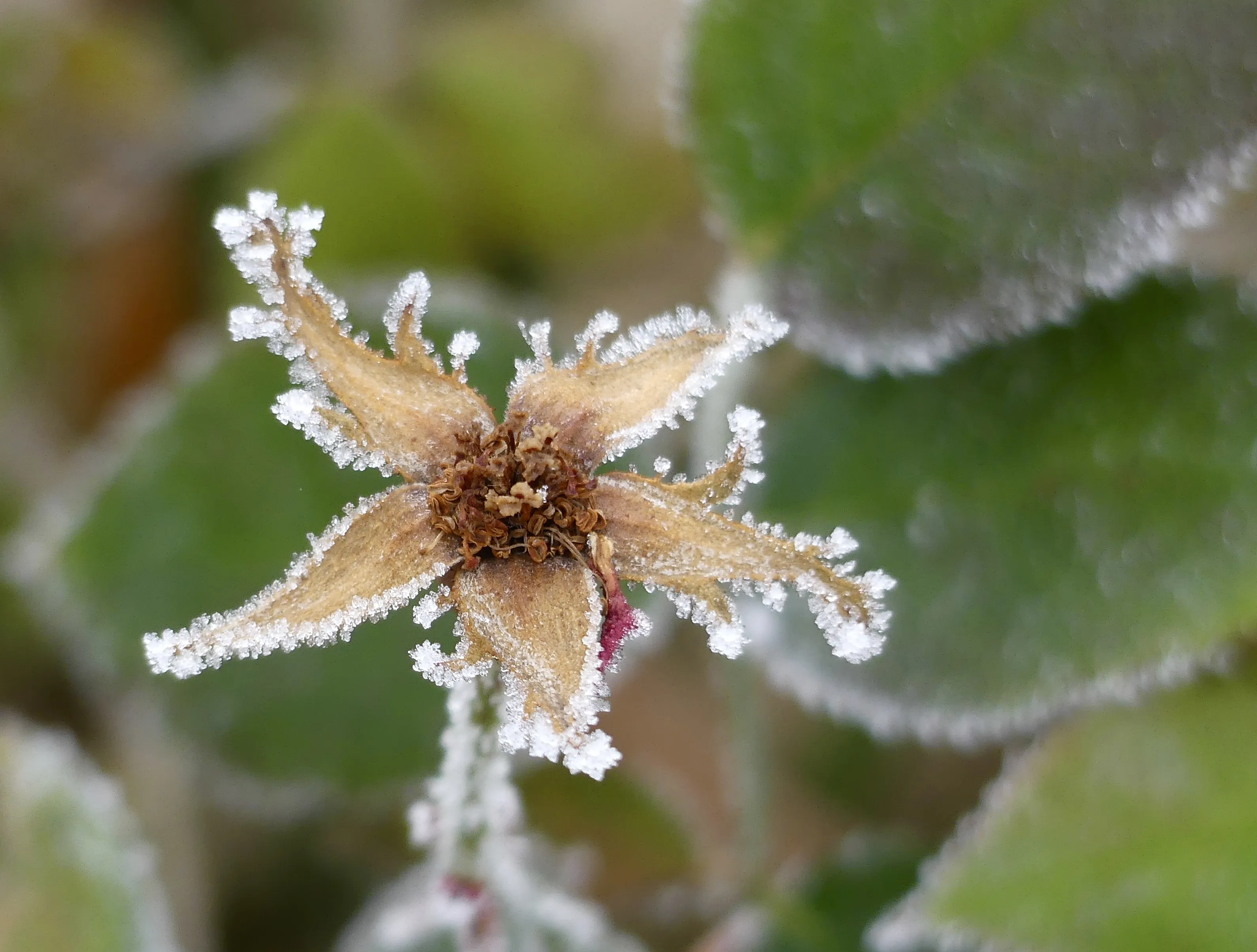 Close-Up of Frost on Plants