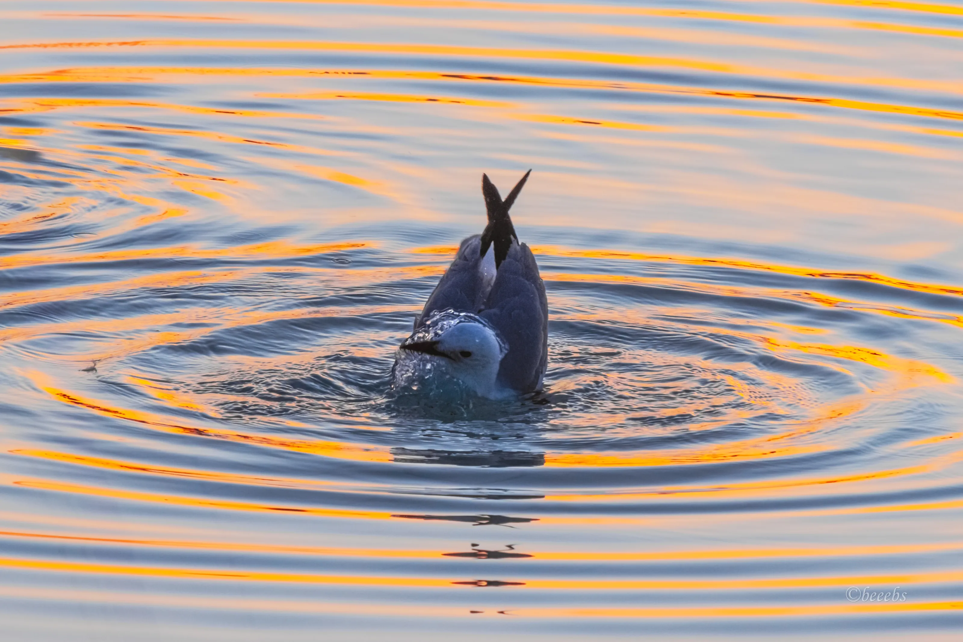 Water Ripples