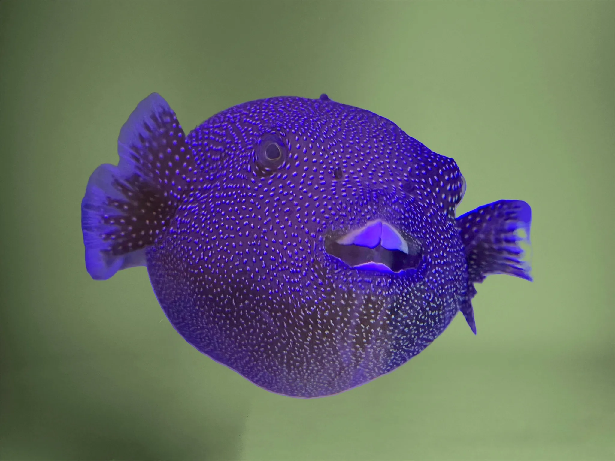 Colourful Fish