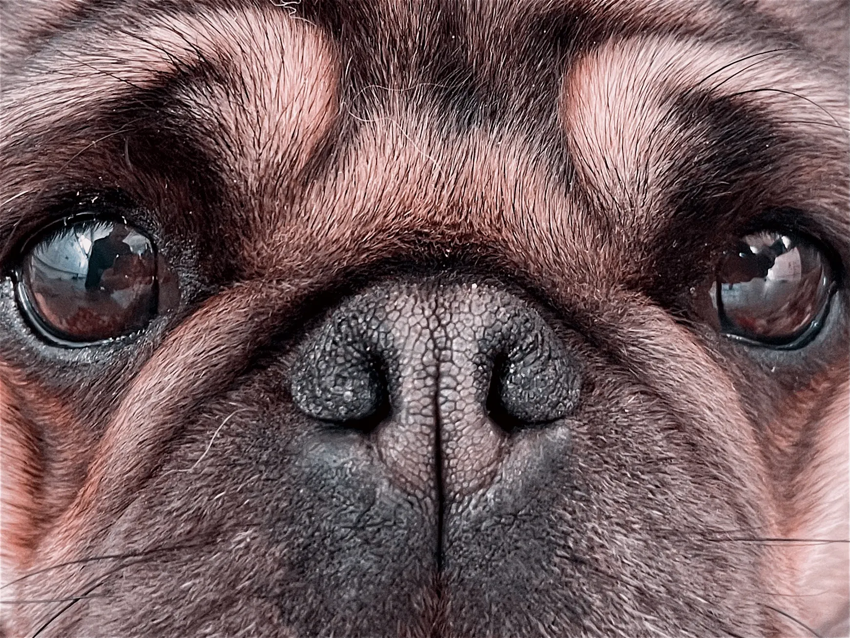 The Eyes and Nose