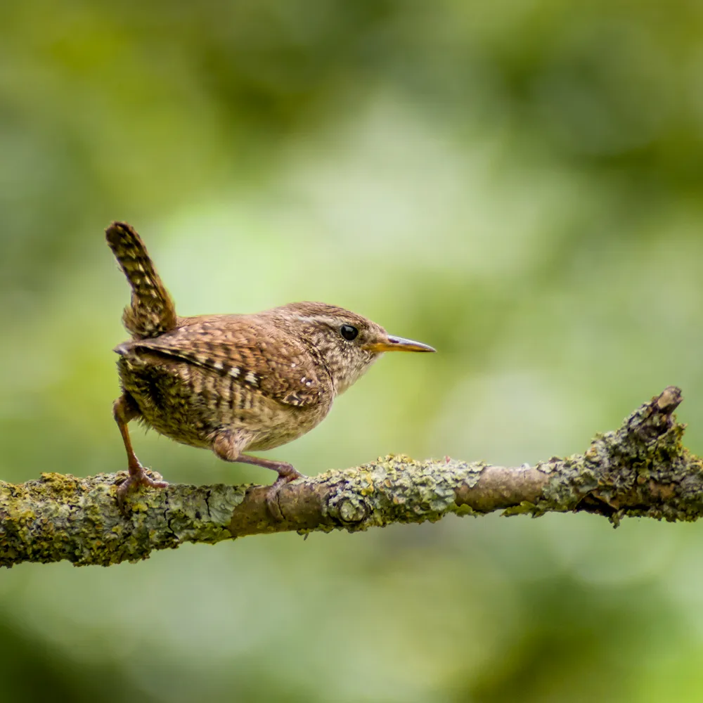 Brown Birds (in colour)