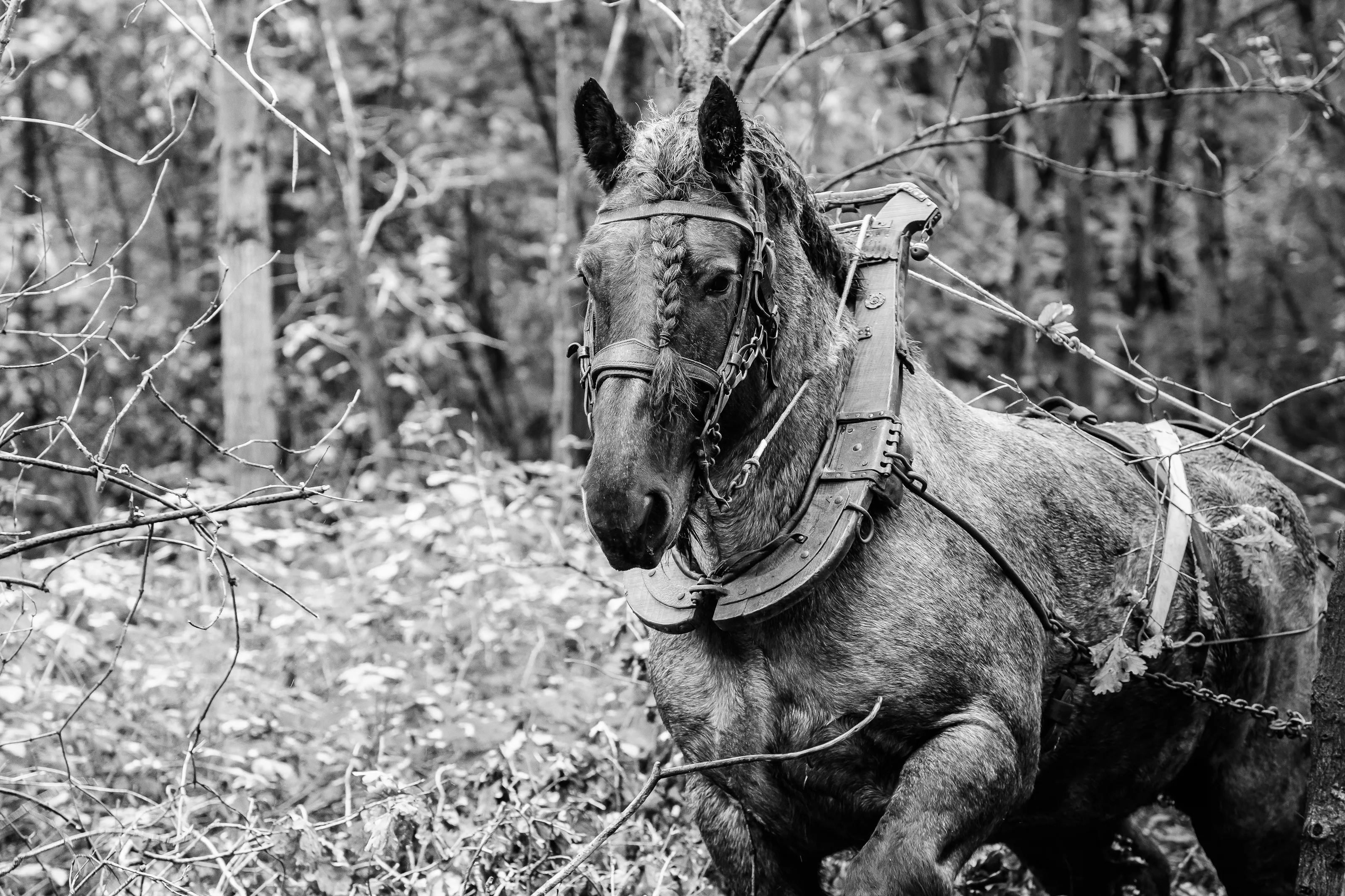 Working Horses