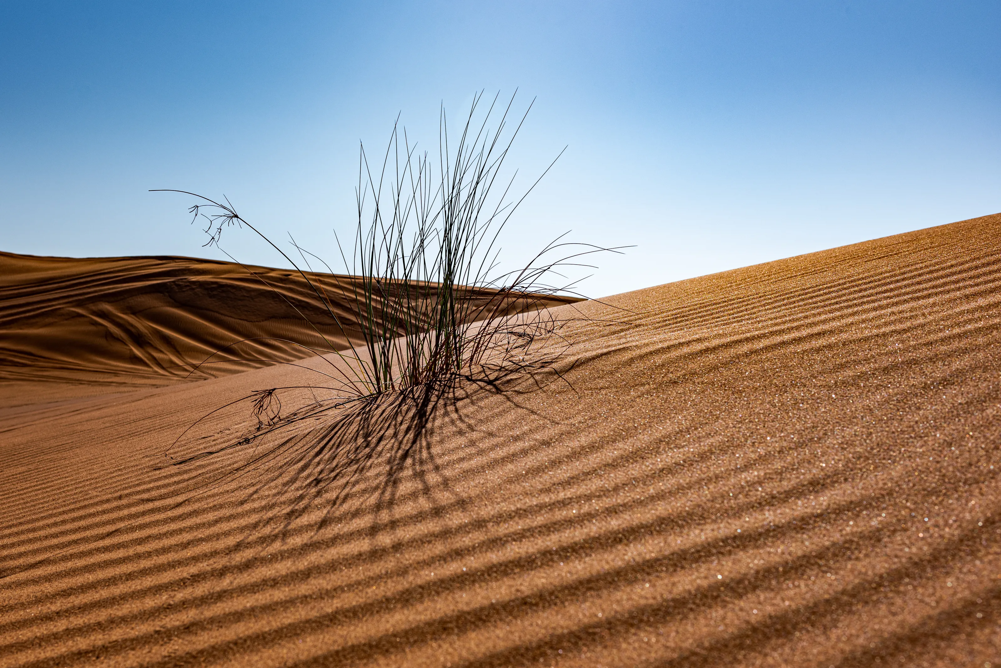 In the Desert