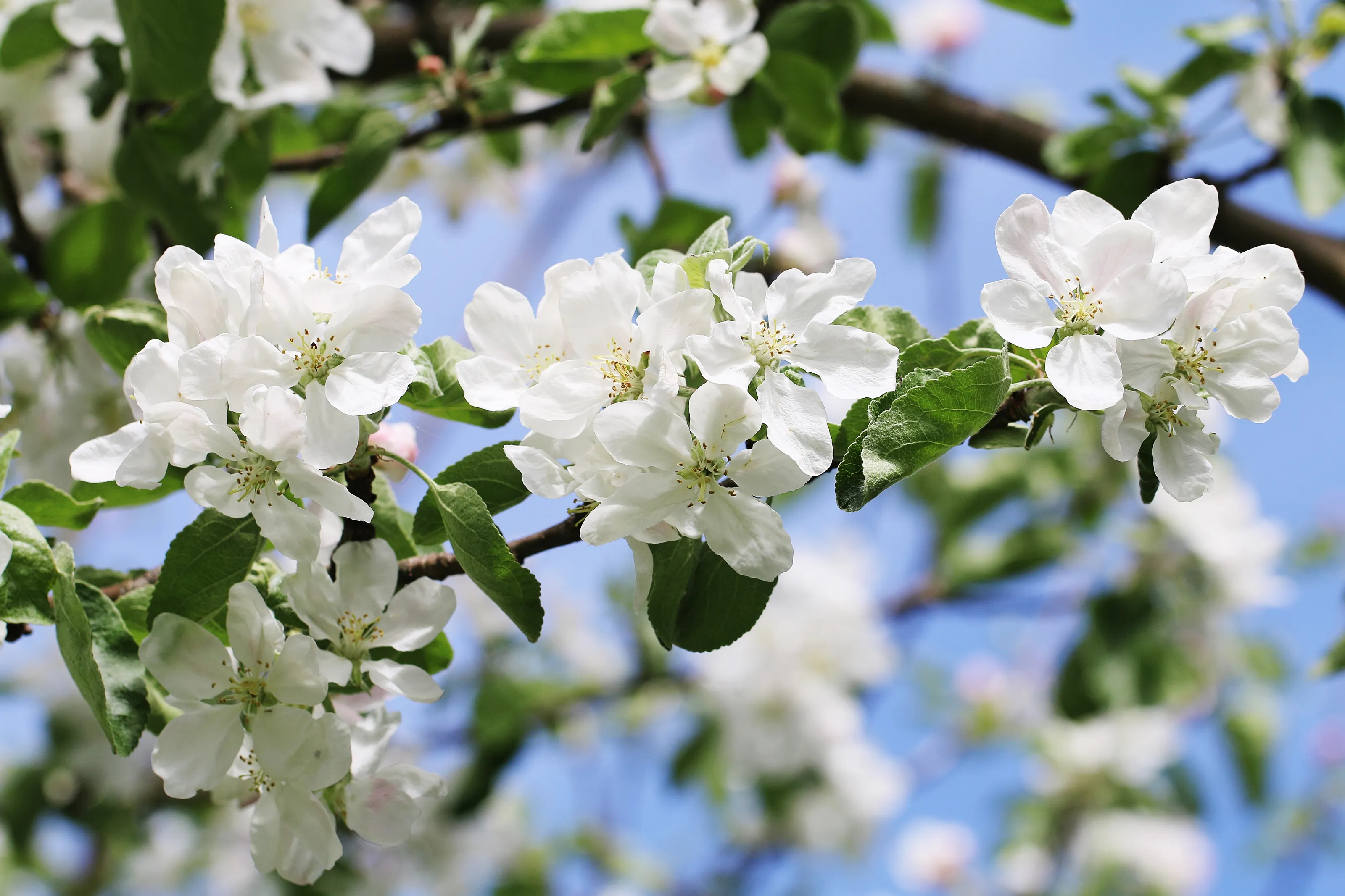 Blossom on Fruit Trees (in colour)