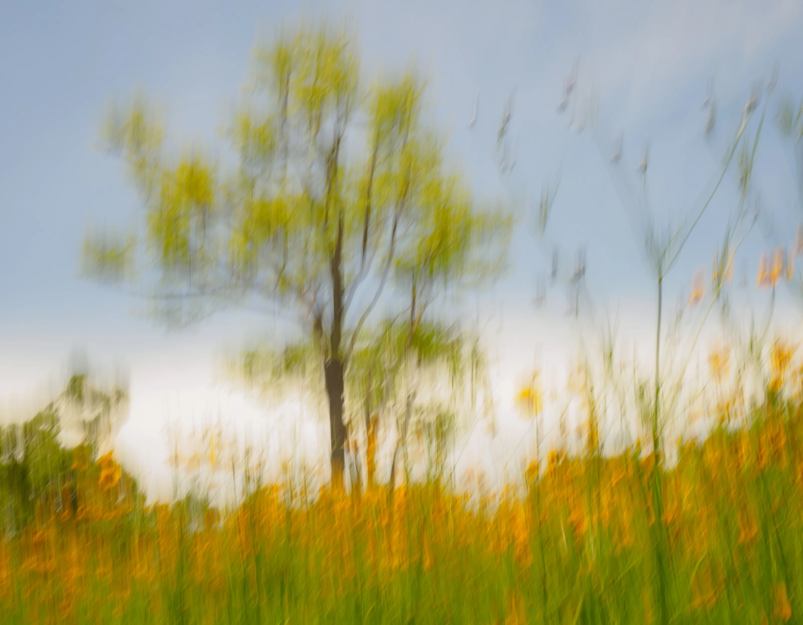 Intentional Camera Movement