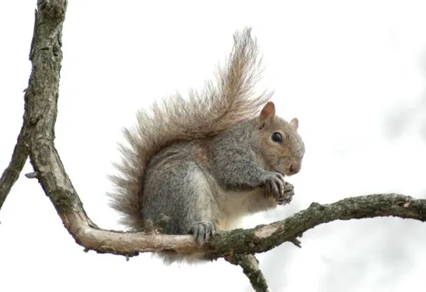 Squirrels