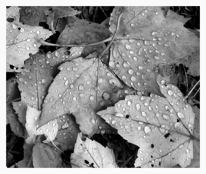 Monochromatic Autumn
