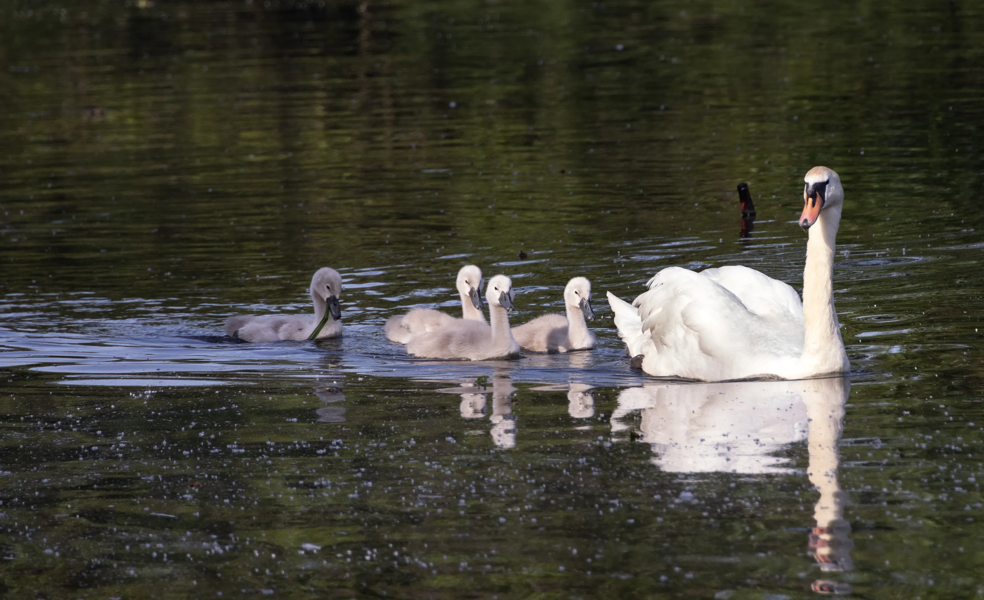 Animals with Their Young