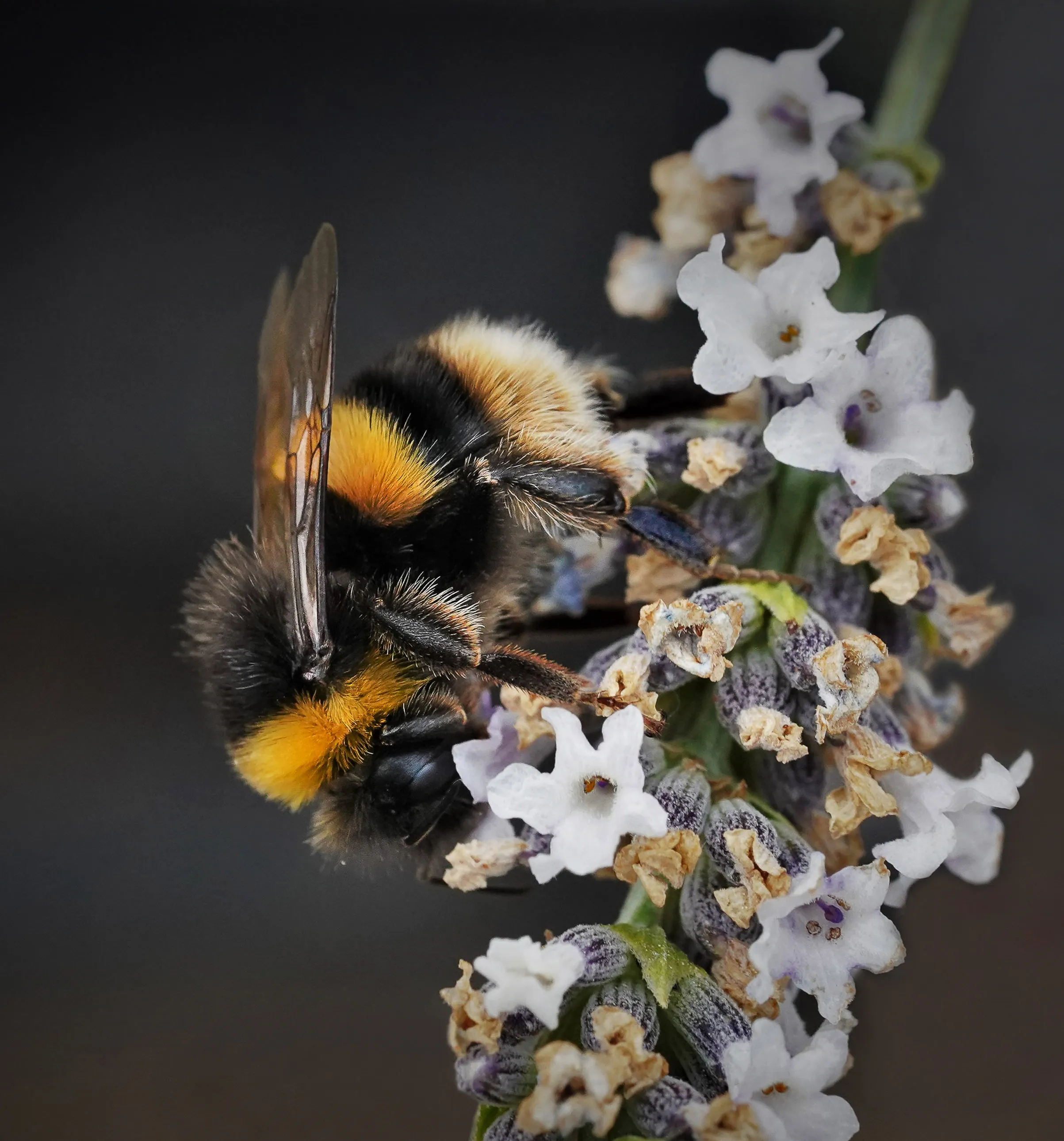 Bees (in colour)