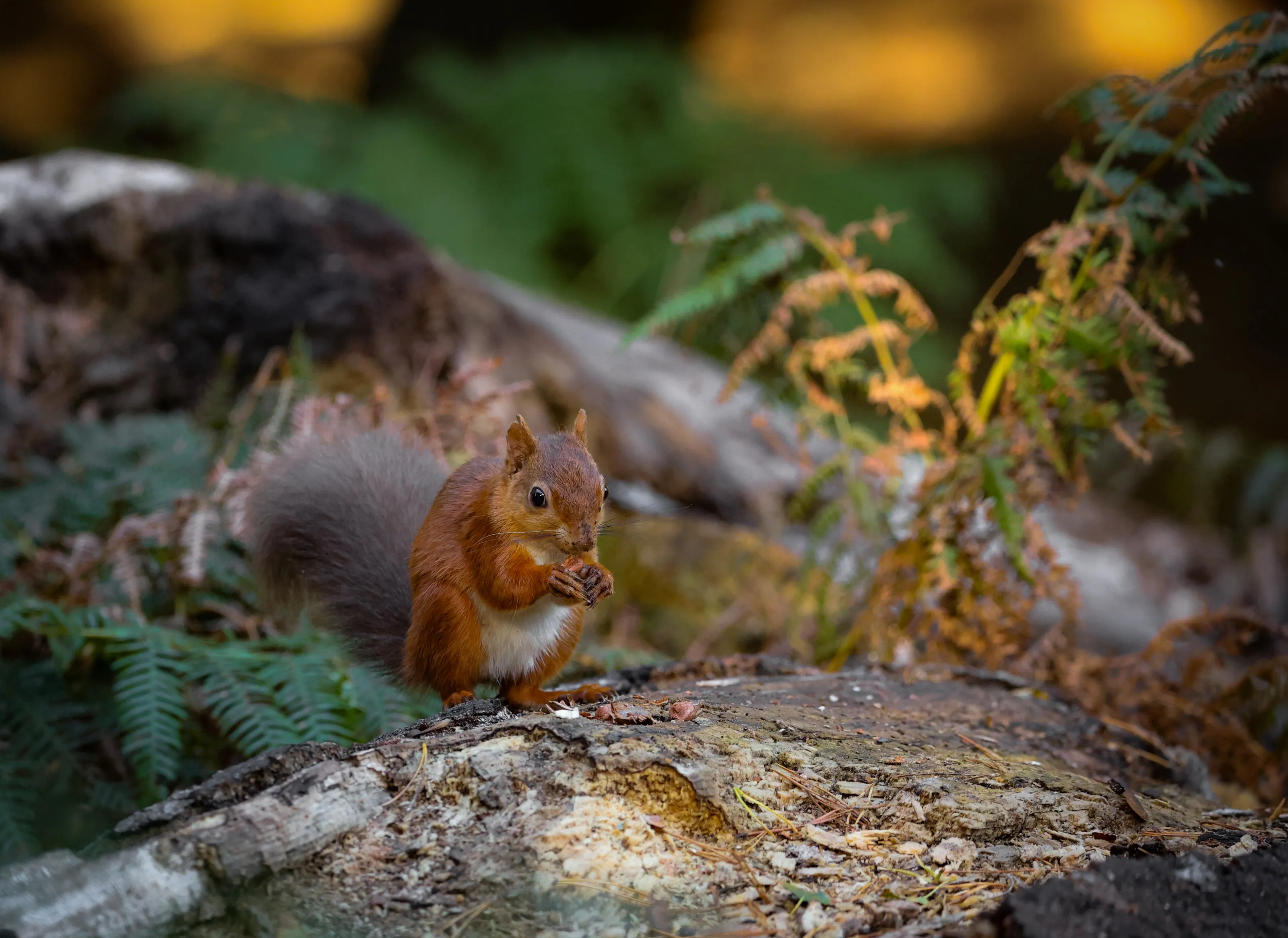 Autumnal Wildlife
