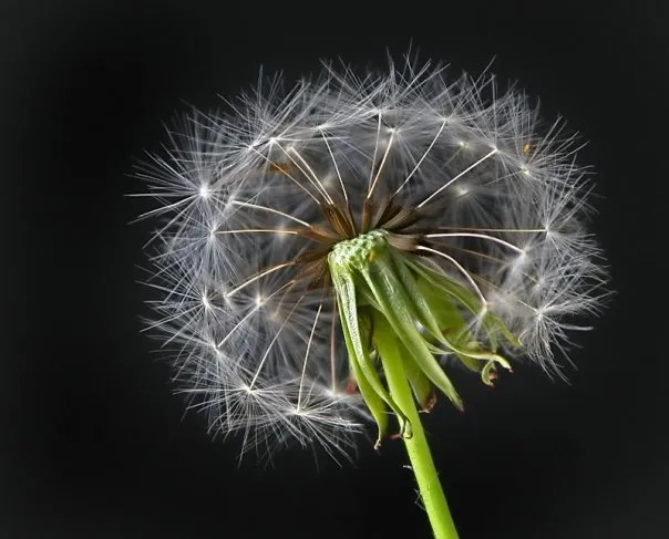 Dandelion Clocks