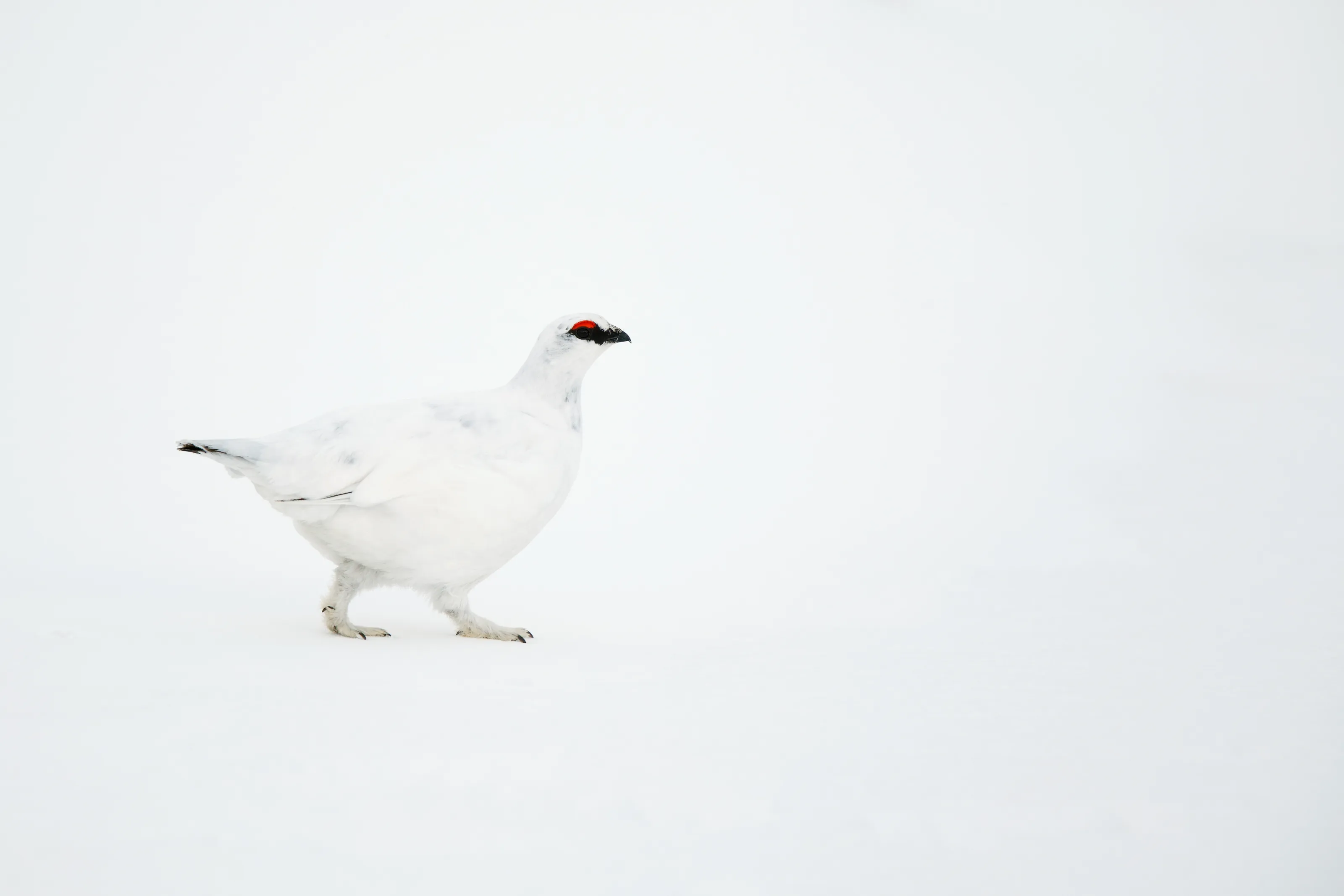 Wild Animals Living in Difficult Conditions