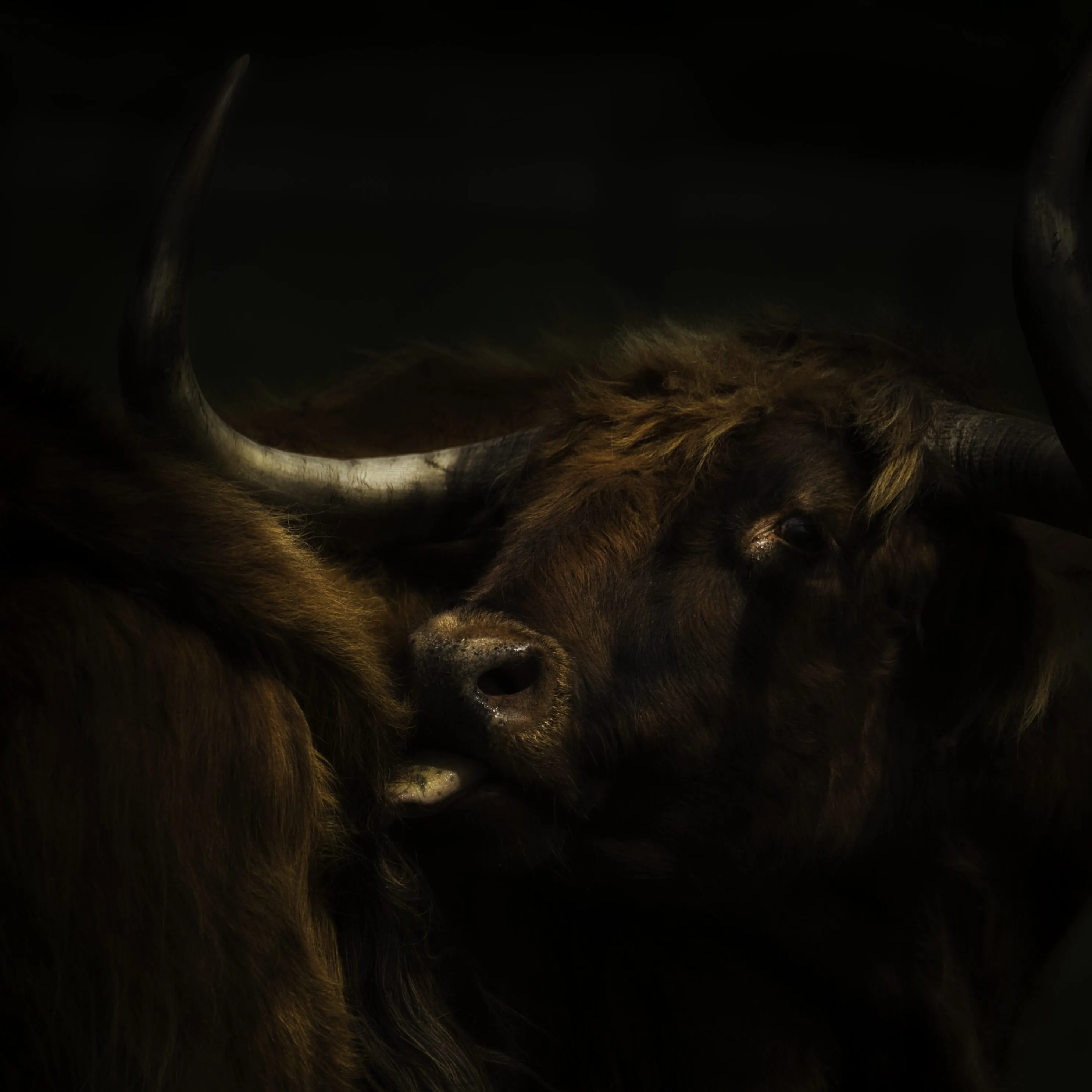 Cattle