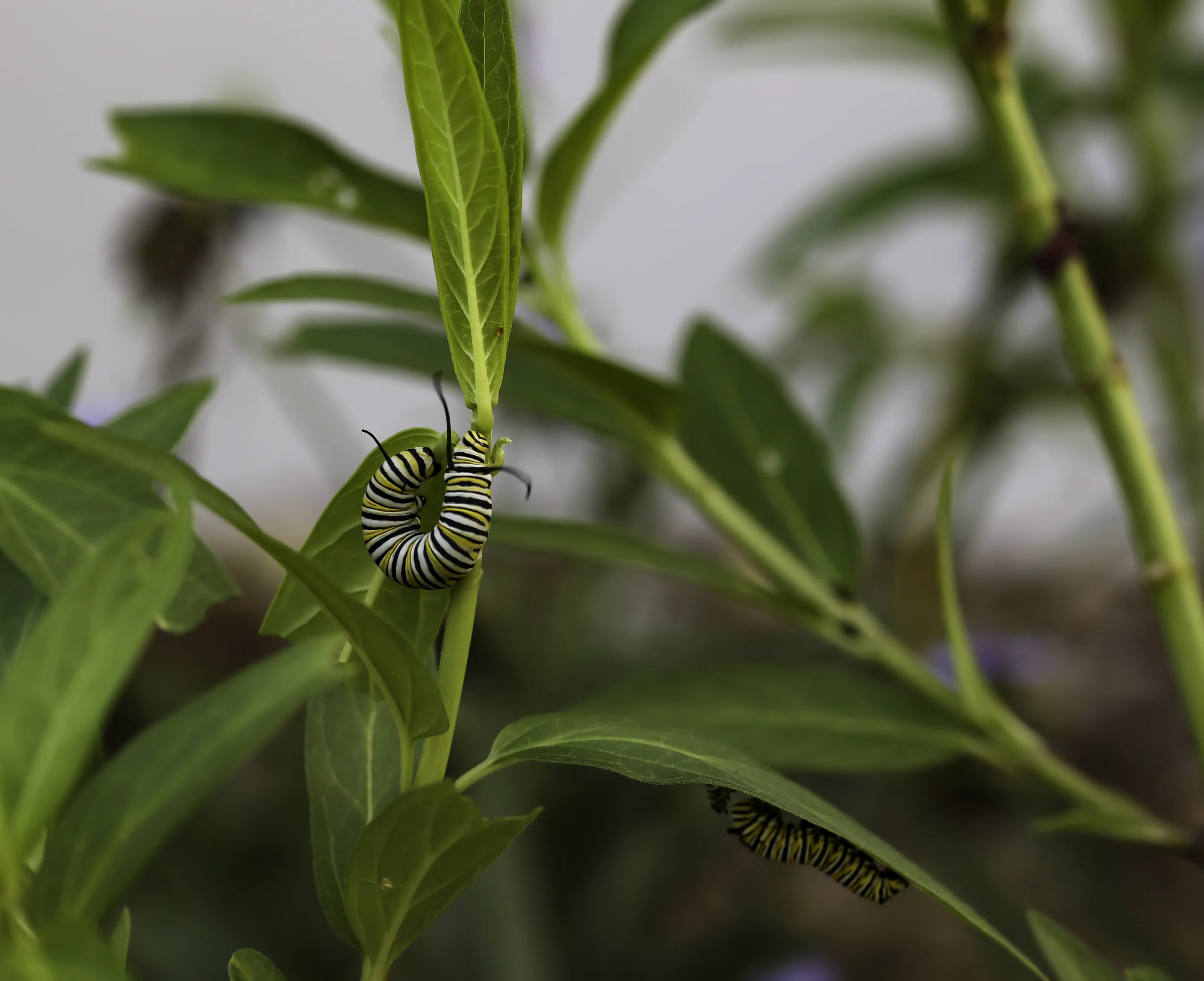 Caterpillars