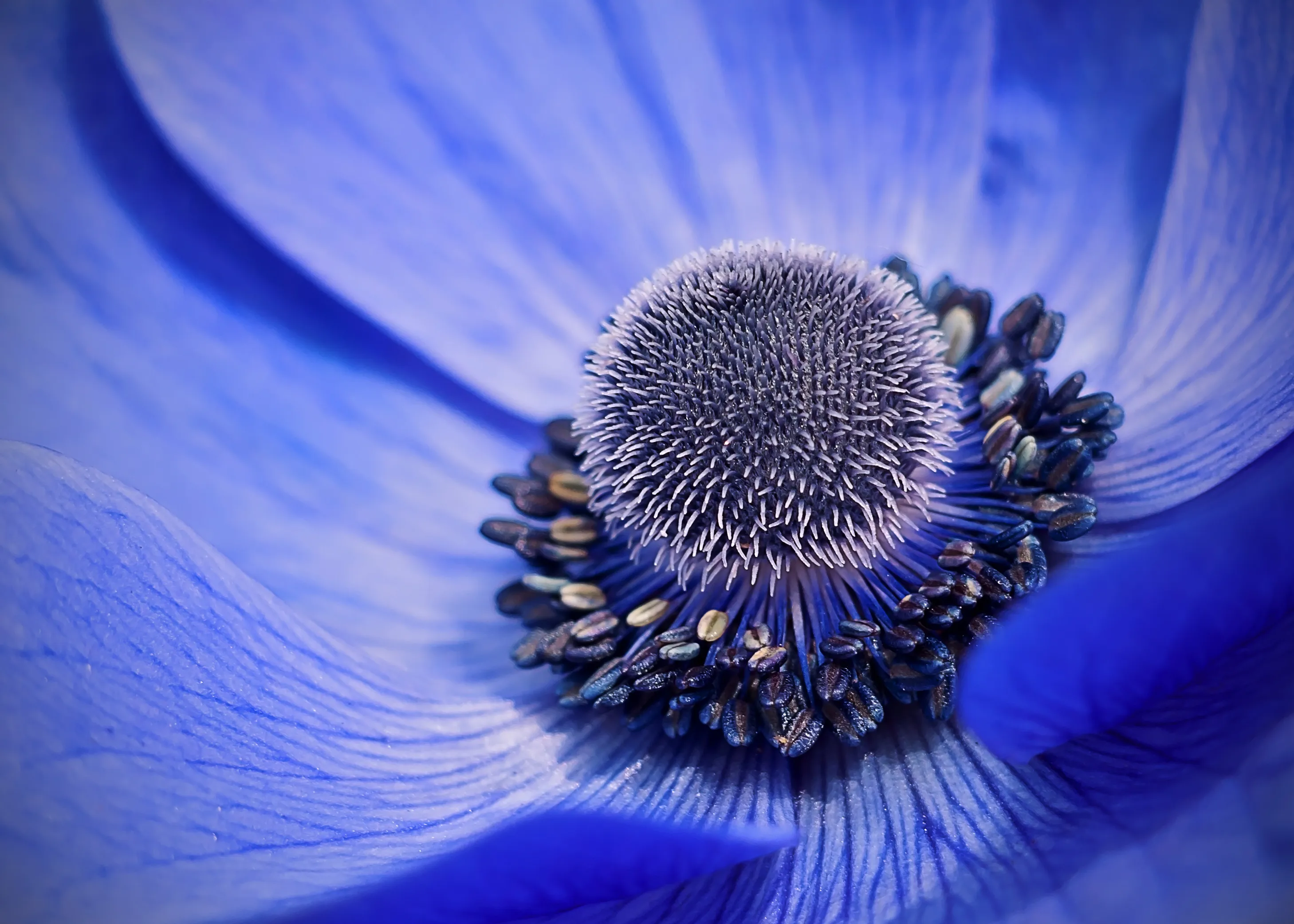 Close-Up and Macro Details in Nature