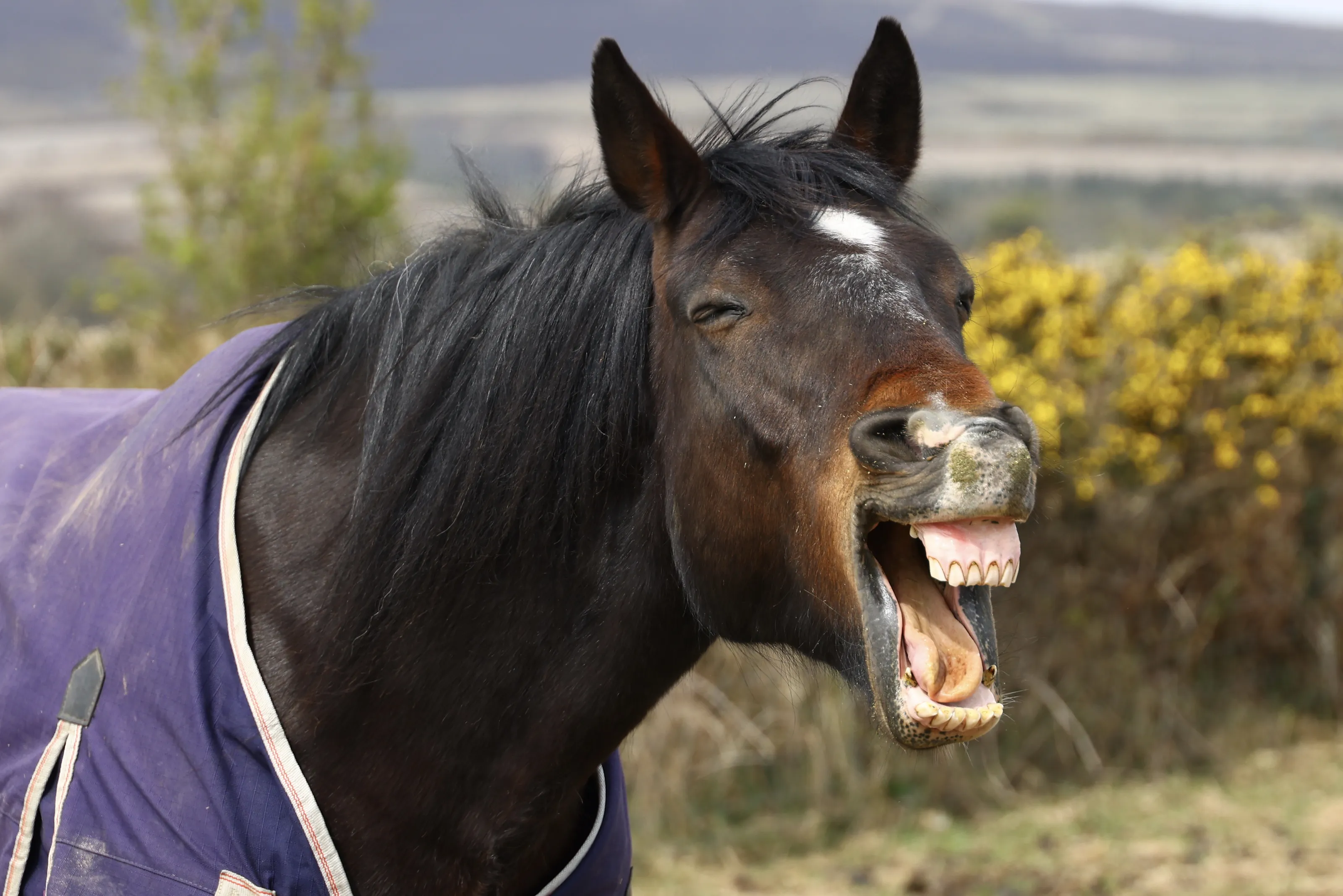 Horses