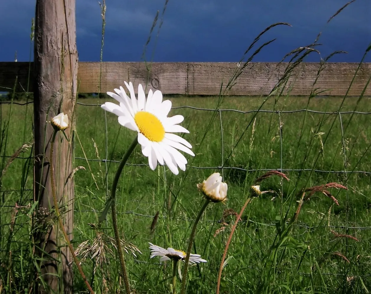 In Front of a Fence