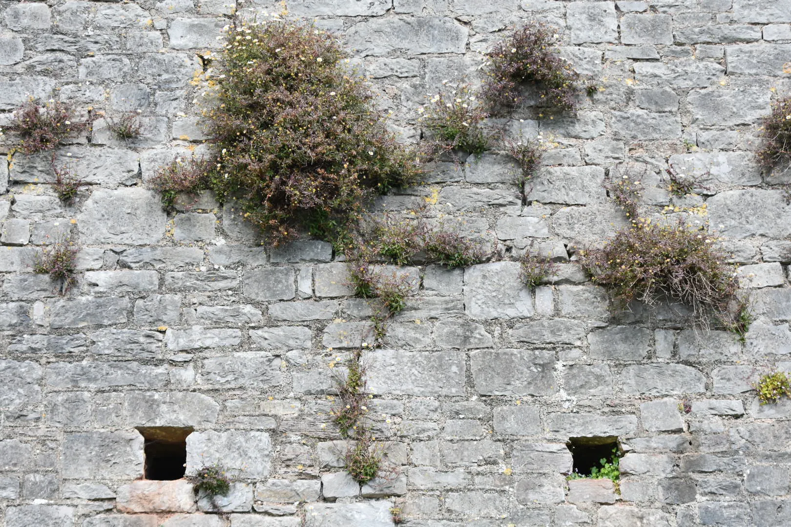 Plants Growing Out of a Wall (in colour)