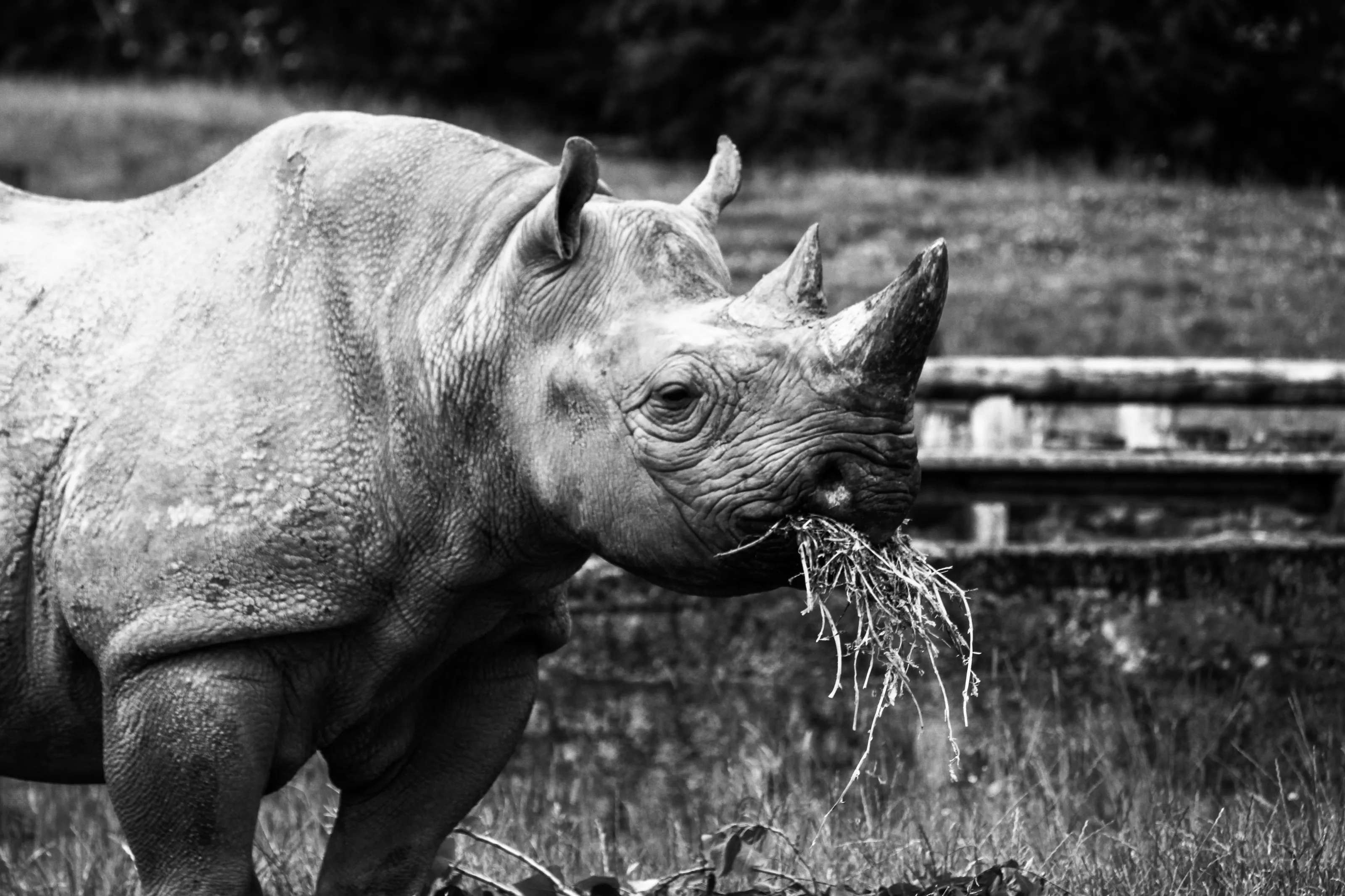 At the Zoo (in black and white)