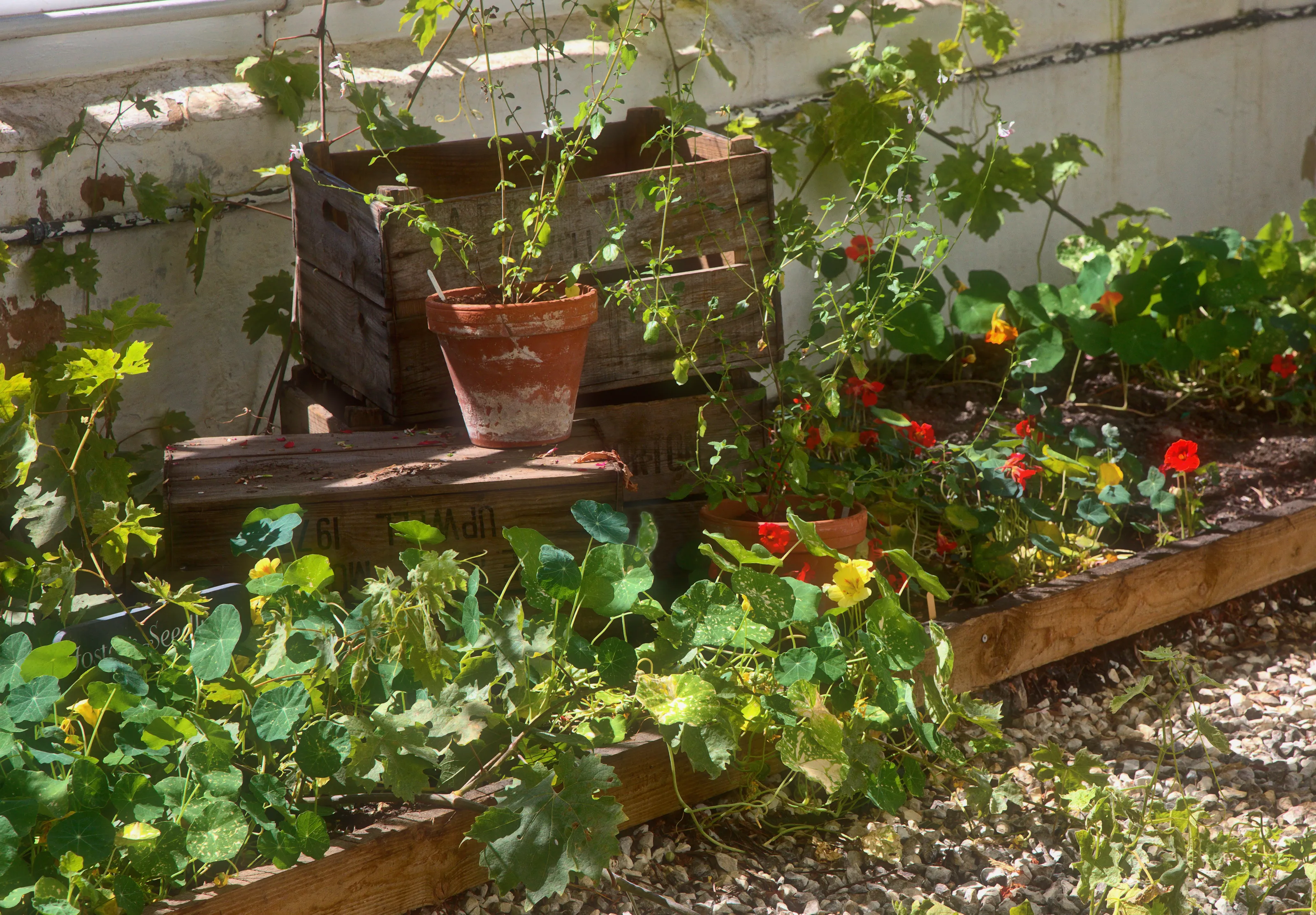 Plant Containers (in colour)