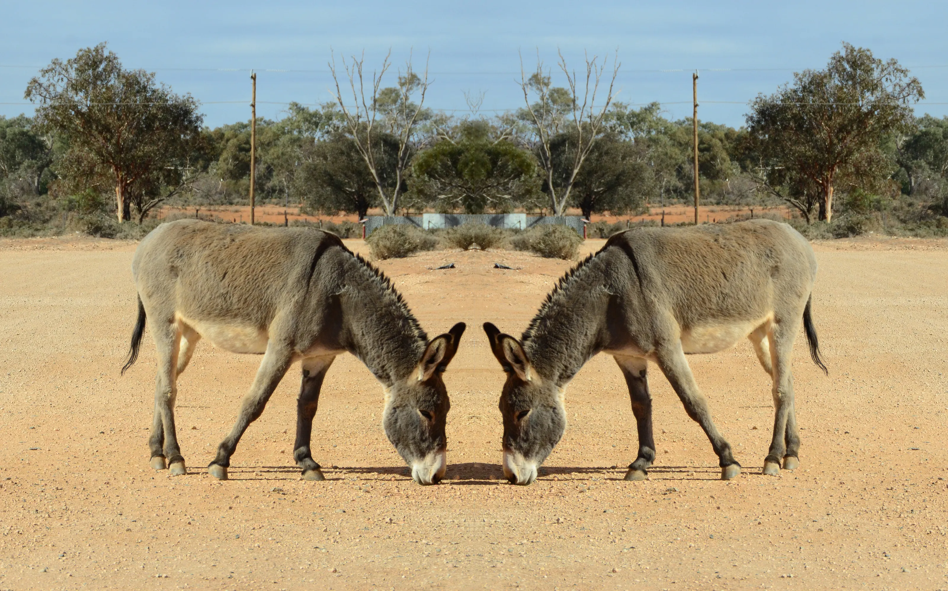 Donkeys (in colour)