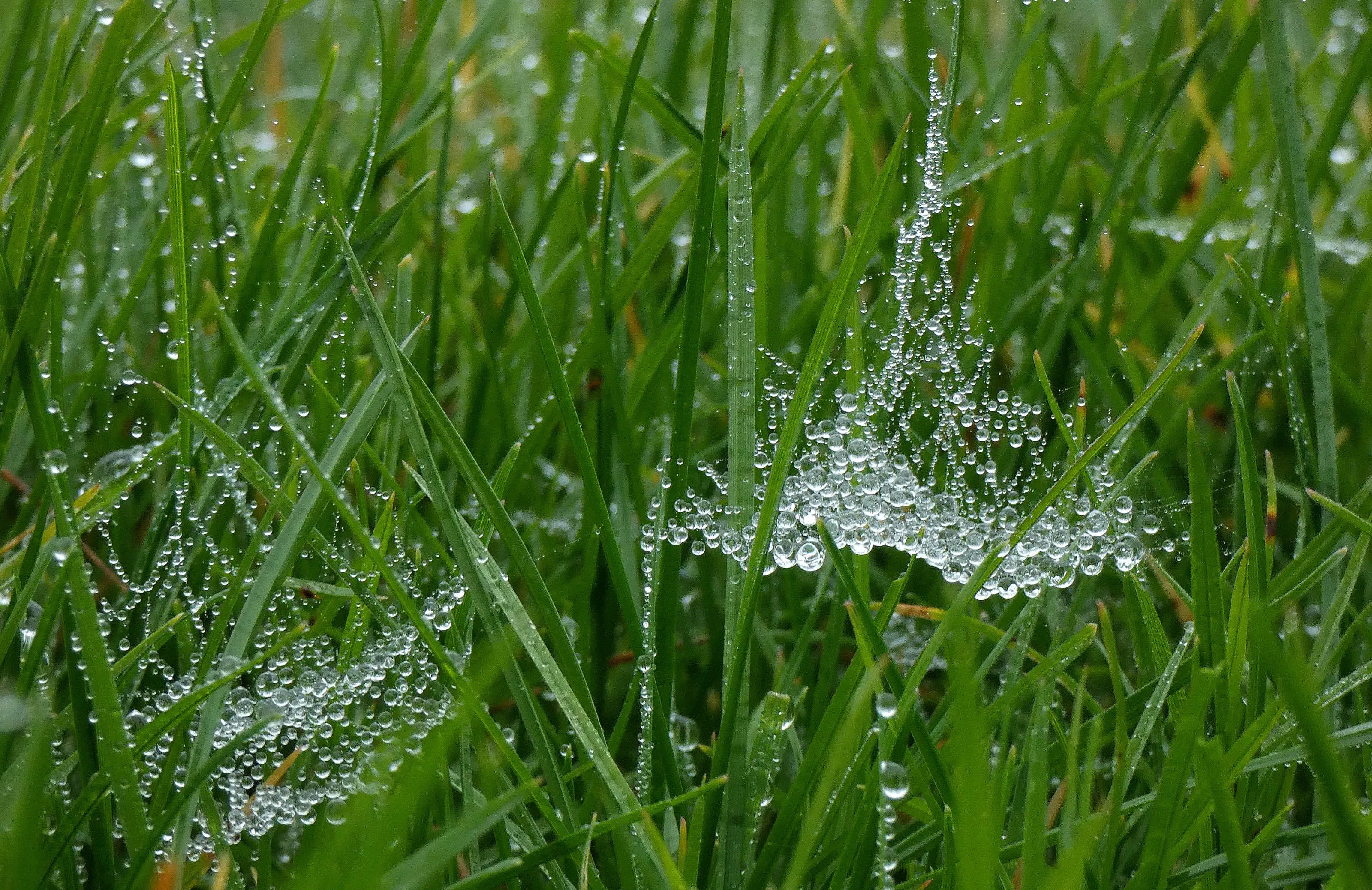 Spider Webs