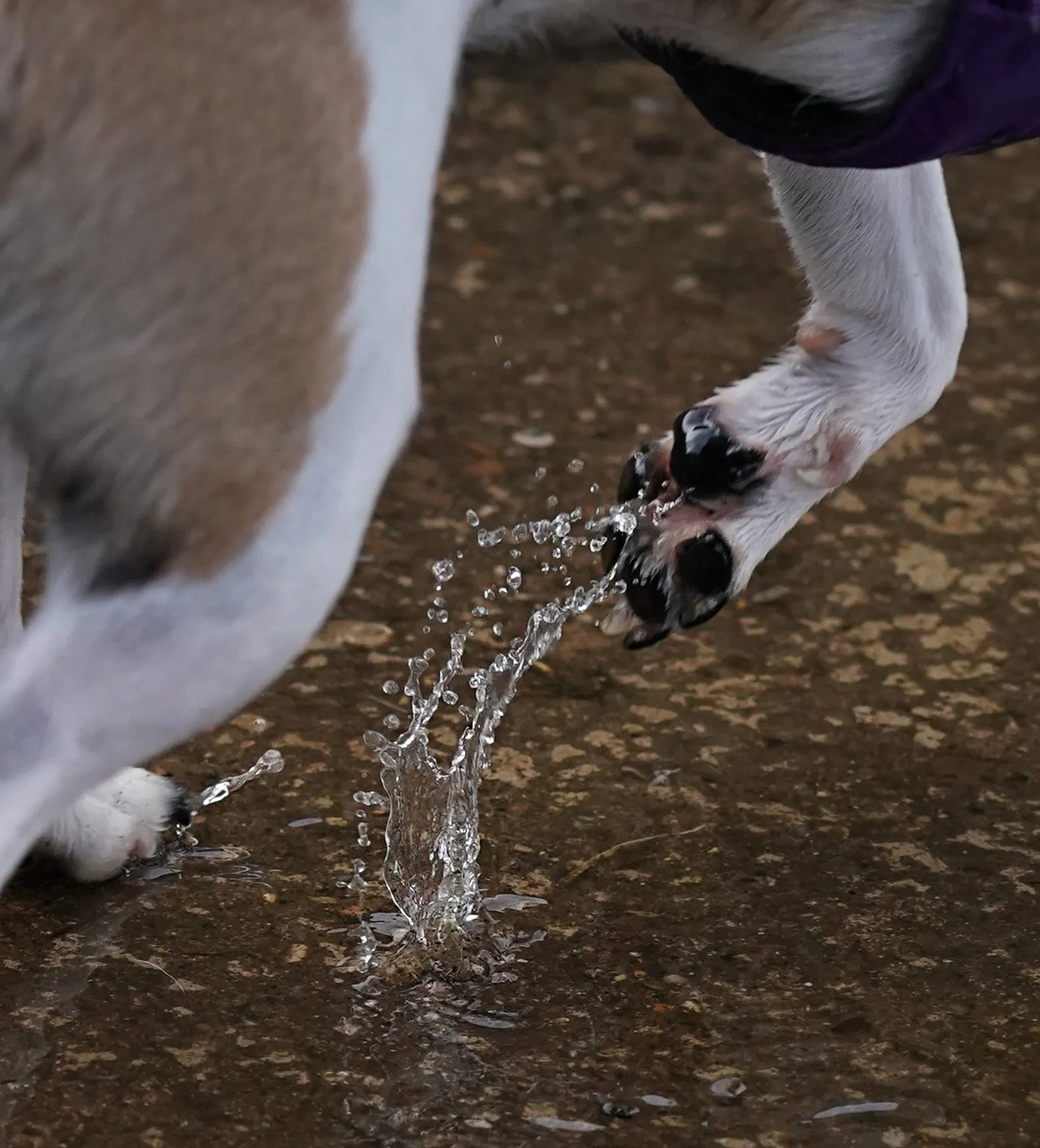 Water Trails and Splashes