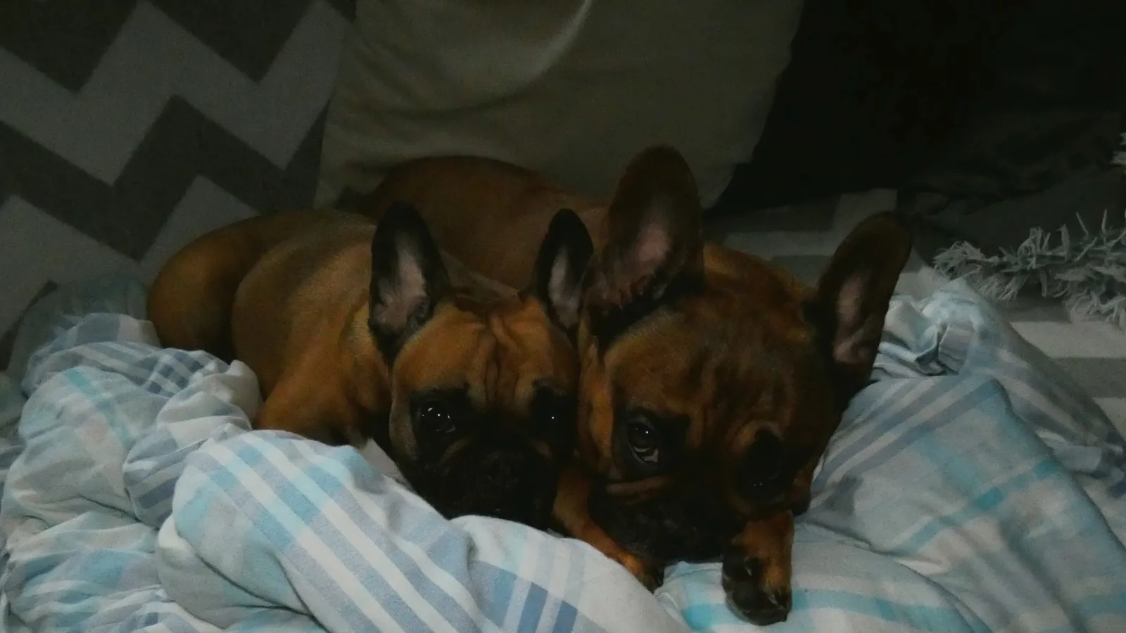 French Bulldogs