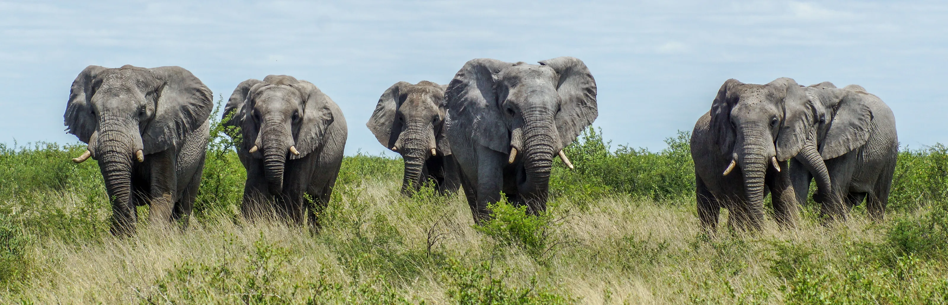 The Big 5 African Animals in the Wild