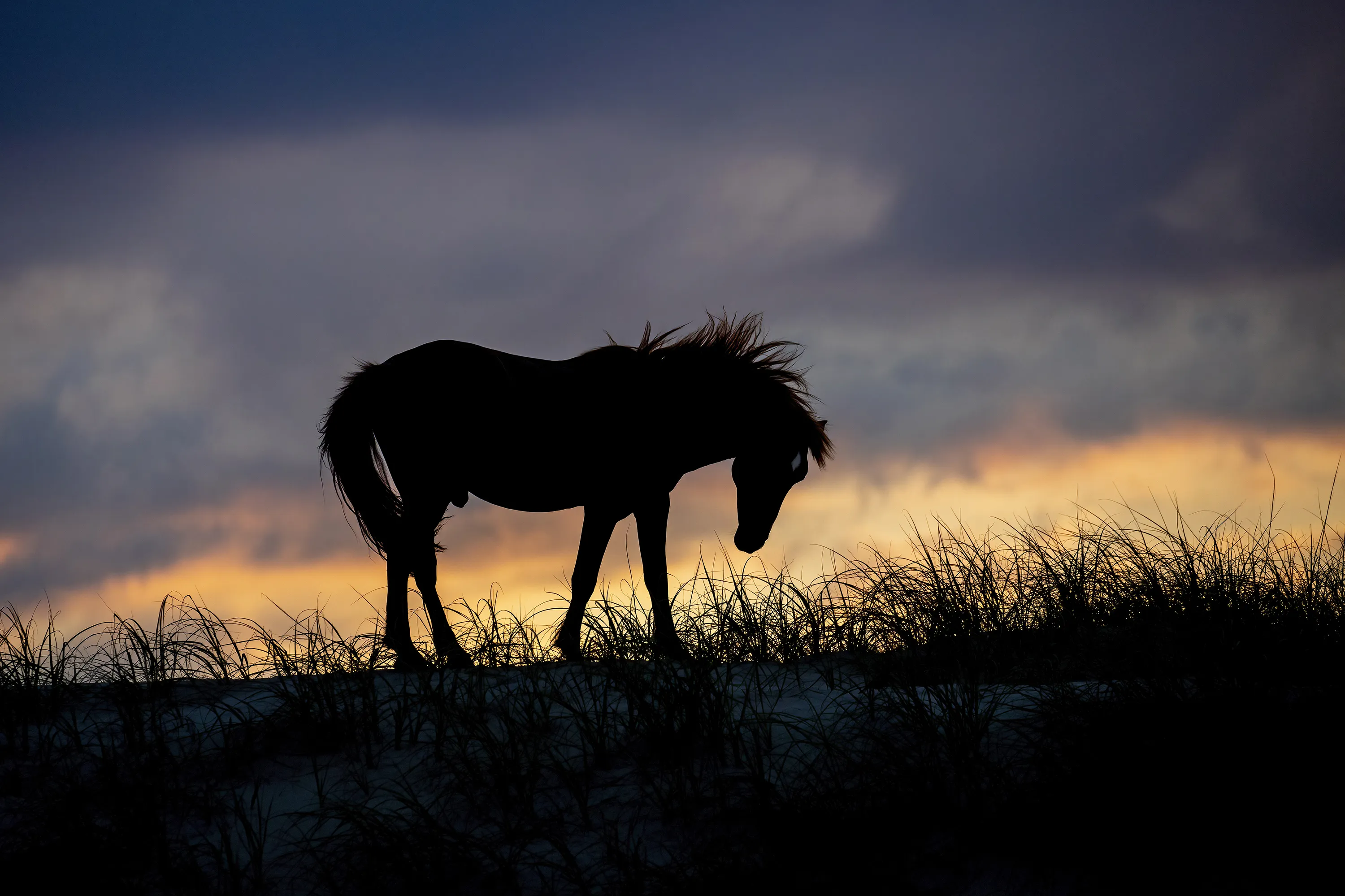 Horses in Silhouette