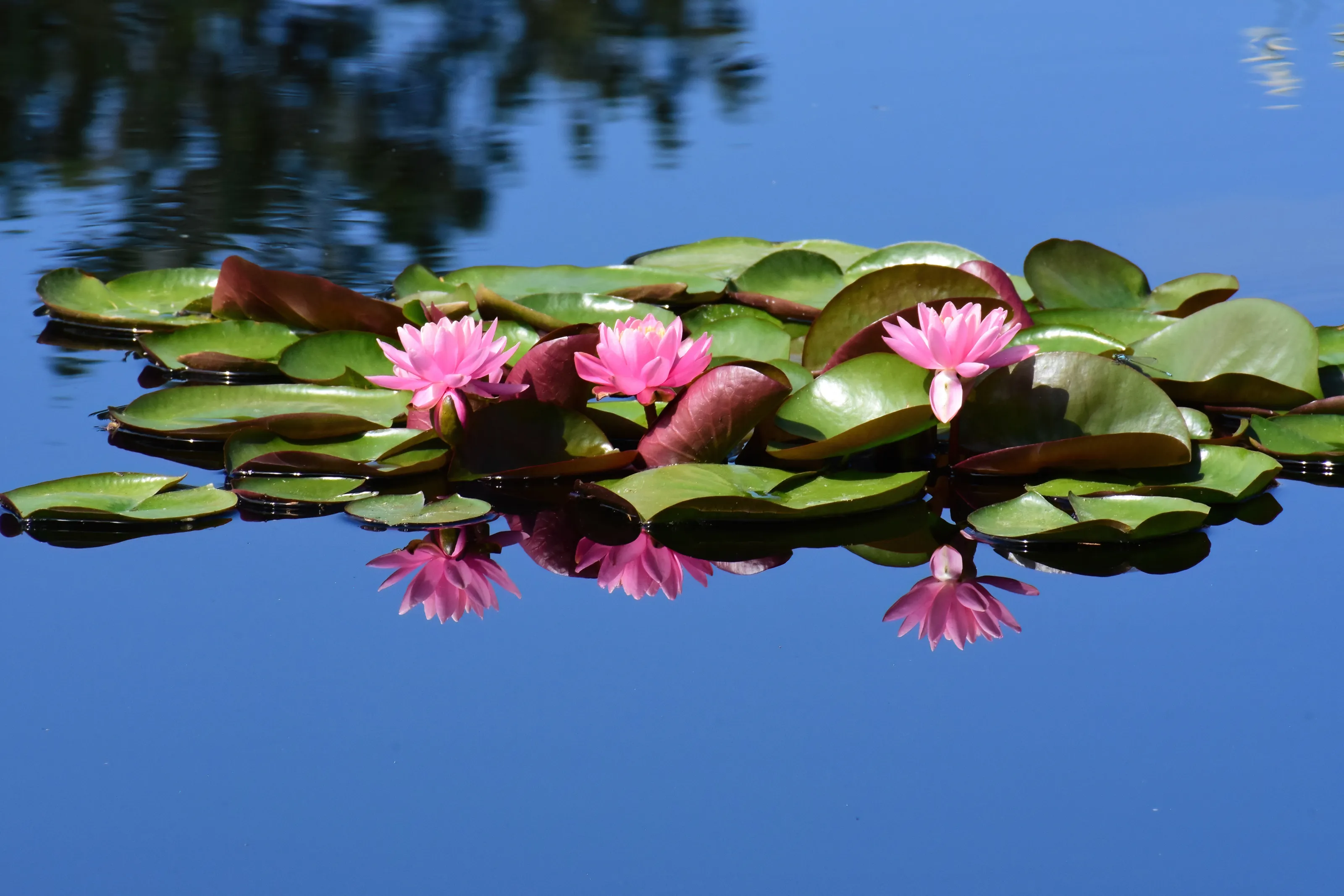 Reflections in Water