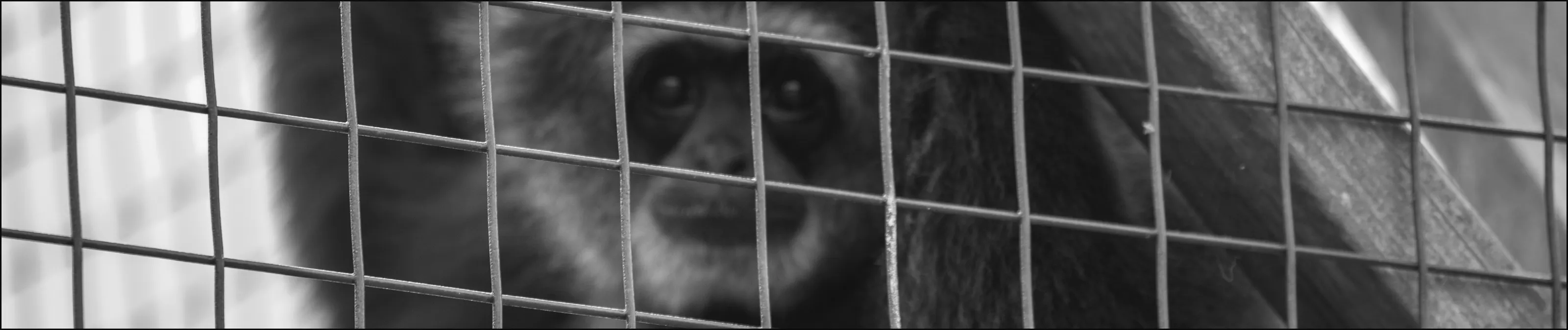 Imprisoned