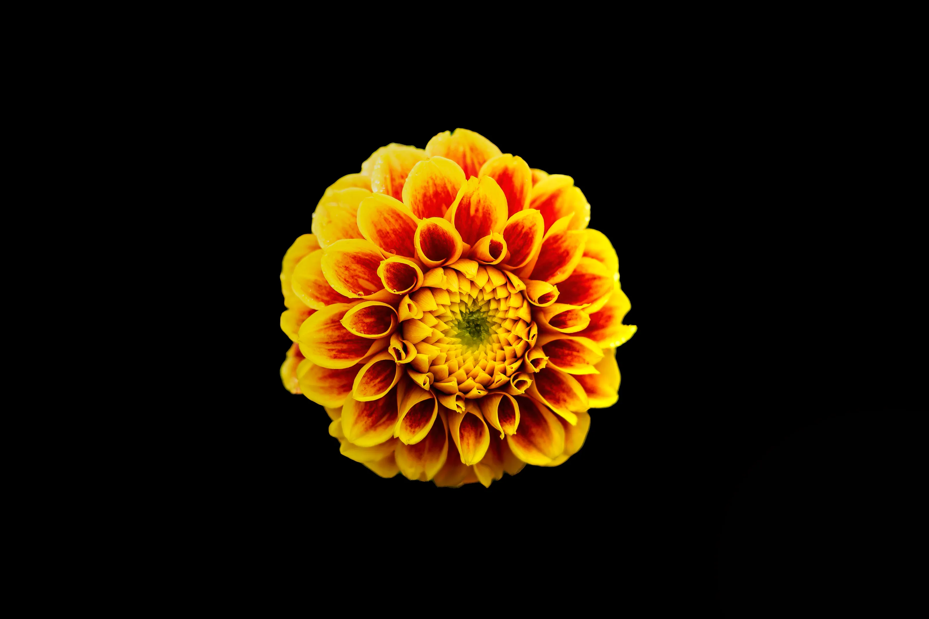 Flowers with a Black Background
