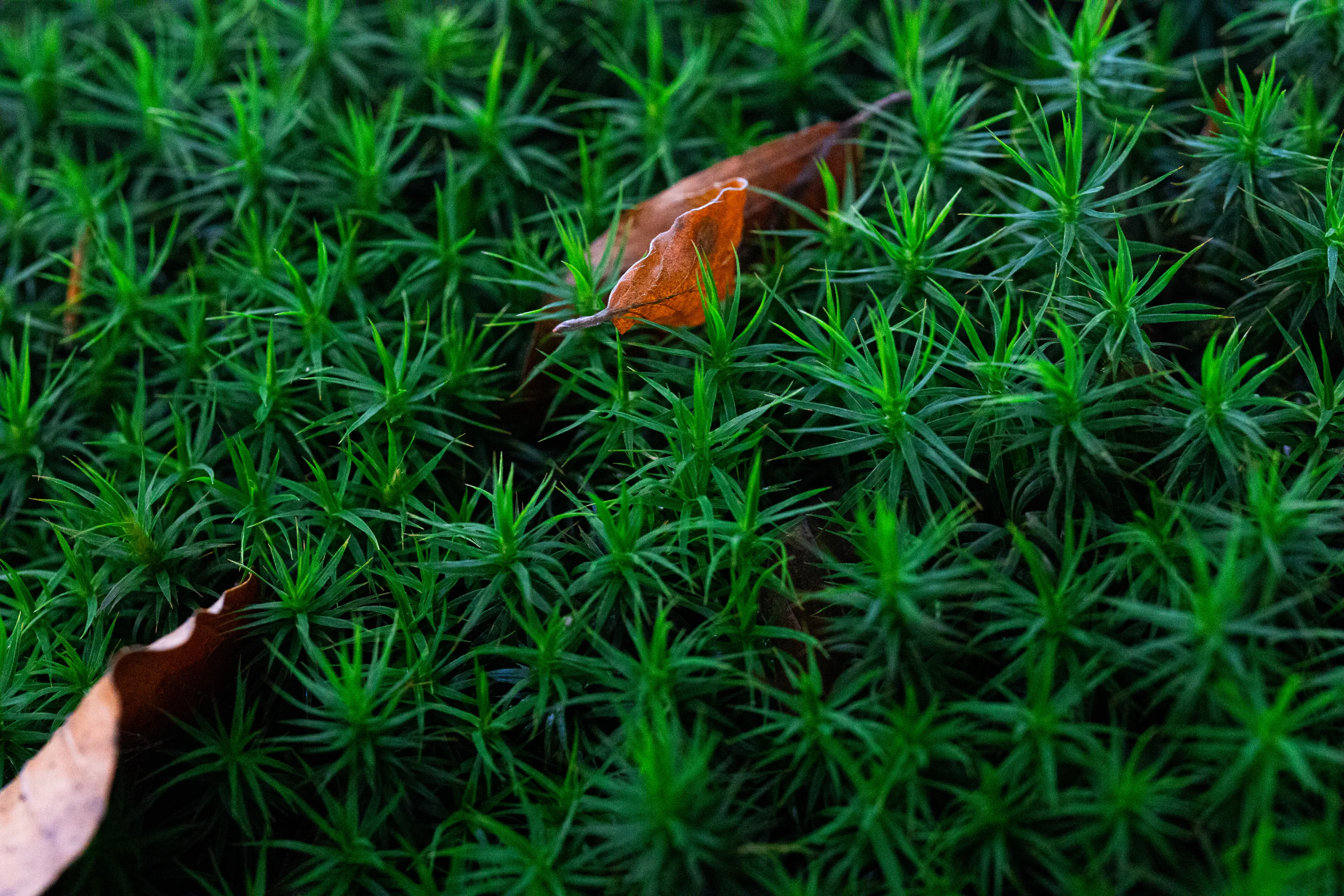 Moss (in colour)