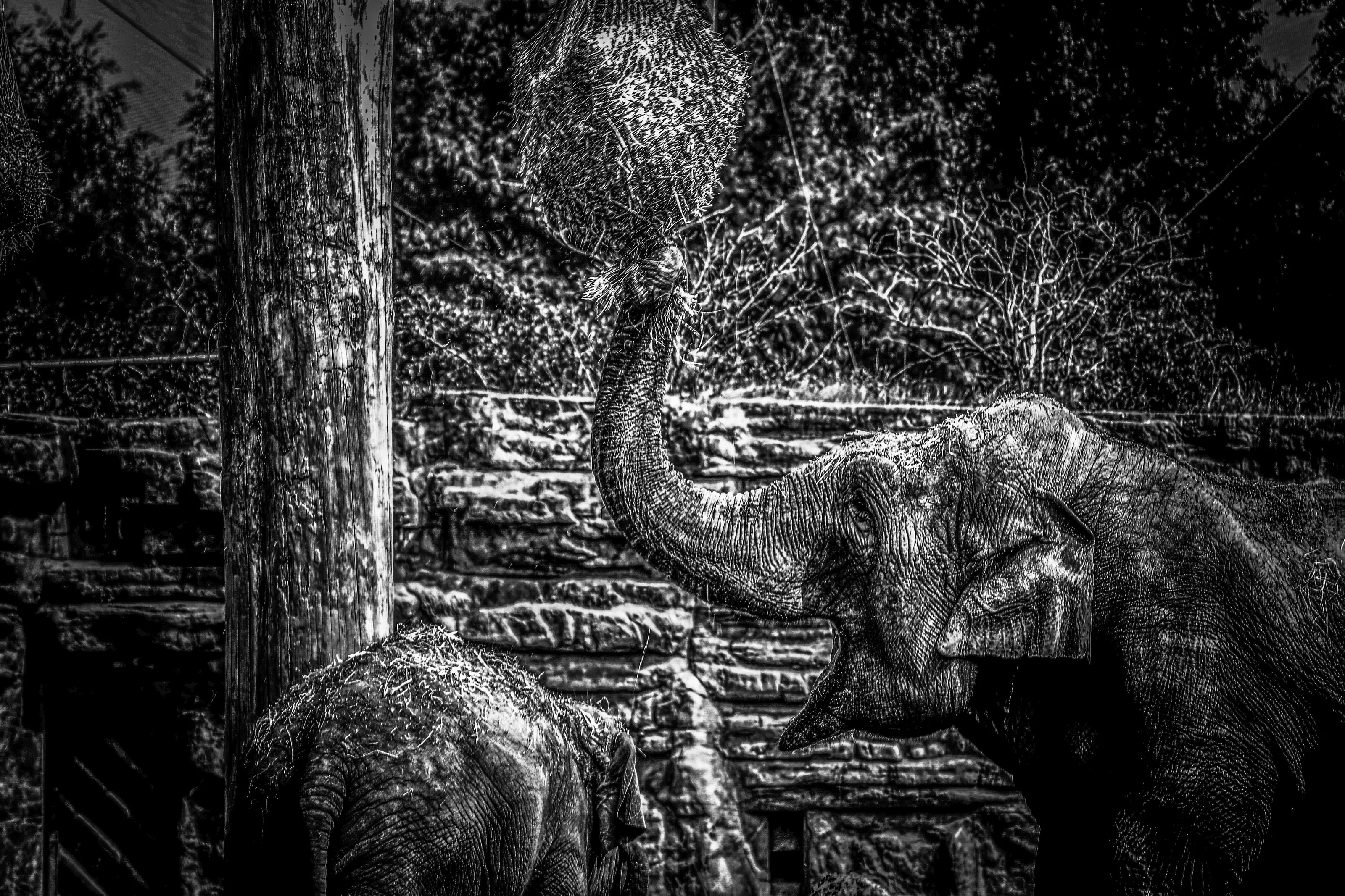 Photos with Painting or Drawing Editing Effects