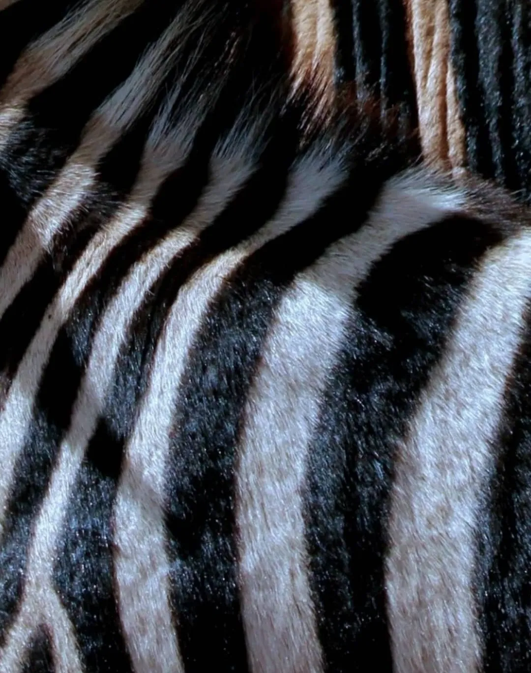 Animal Patterns in Close-Up